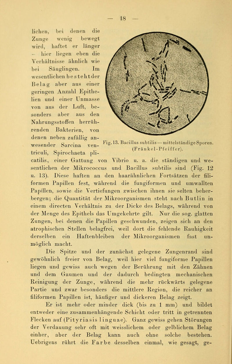 Fig. 13. Bacillus subtilis— mittelständige Sporen. (Fränkel-Pfeiffer). liehen, bei denen die Zunge wenig bewegt wird, haftet er länger - hier liegen eben die Verhältnisse ähnlich wie bei Säuglingen. Im wesentlichen besteht der Belag aber aus einer geringen Anzahl Epithe- lien und einer Unmasse von aus der Luft, be- sonders aber aus den Nahrungsstoffen herrüh- renden Bakterien, von denen neben zufällig an- wesender Sarcina ven- triculi, Spirochaeta pli- catilis, einer Gattung von Vibrio u. a. die ständigen und we- sentlichen der Mikrococcus und Bacillus subtilis sind (Fig. 12 u. 13). Diese haften an den haarähnlichen Fortsätzen der fili- formen Papillen fest, während die fungiformen und umwallten Papillen, sowie die Vertiefungen zwischen ihnen sie selten beher- bergen; die Quantität der Mikroorganismen steht nach Butlin in einem directen Verhältnis zu der Dicke des Belags, während von der Menge des Epithels das Umgekehrte gilt. Nur die sog. glatten Zungen, bei denen die Papillen geschwunden, zeigen sich an den atrophischen Stellen belagfrei, weil dort die fehlende Kauhigkeit derselben ein Haftenbleiben der Mikroorganismen fast un- möglich macht. Die Spitze und der zunächst gelegene Zungenrand sind gewöhnlich freier von Belag, weil hier viel fungiforme Papillen liegen und gewiss auch wegen der Berührung mit den Zähnen und dem Gaumen und der dadurch bedingten mechanischen Reinigung der Zunge, während die mehr rückwärts gelegene Partie und zwar besonders die mittlere Region, die reicher an filiformen Papillen ist, häufiger und dickeren Belag zeigt. Er ist mehr oder minder dick (bis zu 1 mm) und bildet entweder eine zusammenhängende Schicht oder tritt in getrennten Flecken auf (Pityriasis linguae). Ganz gewiss gehen Störungen der Verdauung sehr oft mit weisslichem oder gelblichem Belag einher, aber der Belag kann auch ohne solche bestehen. Uebrigens rührt die Farbe desselben einmal, wie gesagt, ge-
