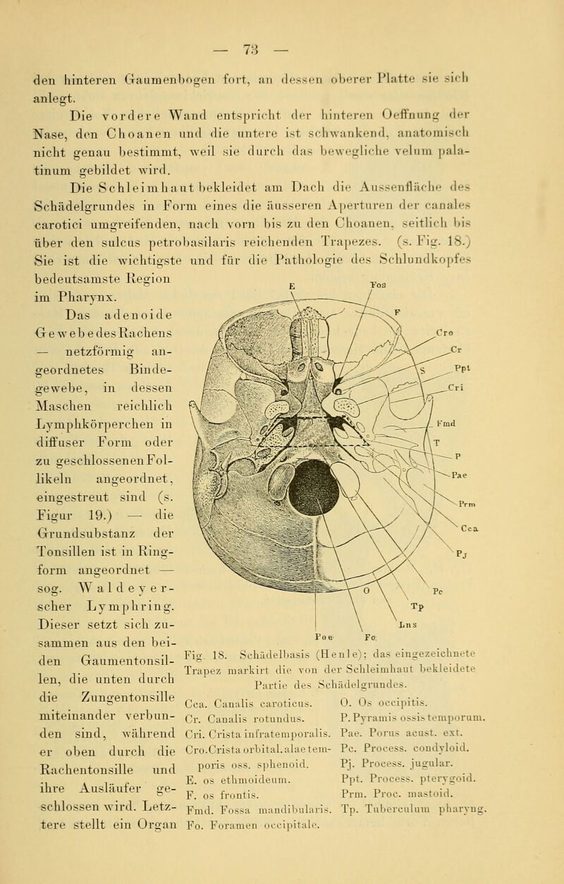 7:5 — ppt den hinteren Gaumenbogen fort, an dessen oberer Platte sie 3ich anlegt. Die vordere Wand entspricht der hinteren Oeffnung der Nase, den Choanen und die untere ist schwankend, anatomisch nicht genau bestimmt, weil sie durch das bewegliche velnin pala- tinum gebildet wird. Die Schleimhaut bekleidet am Dach die Aussenfläche des Schädelgrundes in Form eines die äusseren Aperturen der canales carotici umgreifenden, nach vorn bis zu den Choanen, seitlich bis über den sulcus petrobasilaris reichenden Trapezes, (s. Fig. 18.) Sie ist die wichtigste und für die Pathologie des Schlundkopfes bedeutsamste Region im Pharynx. Das adenoide G e w e b e des Rachens — netzförmig an- geordnetes Binde- gewebe, in dessen Maschen reichlich Lymphkörperchen in diffuser Form oder zu geschlossenen Fol- likeln angeordnet, eingestreut sind (s. Figur 19.) — die Grundsubstanz der Tonsillen ist in Ring- form angeordnet — sog. Waldeyer- scher Lymphring. Dieser setzt sich zu- sammen aus den bei- den Gaumentonsil- len, die unten durch die Zungentonsille miteinander verbun- Cca Poe Fo. Fig. 18. Schädelbasis (Henle); das eingezeichnete Trapez markirt die von der Schleimhaut bekleidete Partie des Schädelgrundes. Cca. Canalis earoticus. 0. Os occipitis. Cr. Canalis rotuudus. P.Pyramis ossistemporum. den sind, während Cri. Cristainfratemporalis. Pae. Porus acust. ext. er oben durch die Cro.Cristaorbital.alaetem- Pc. Process. condyloid. Rachentonsille und P°™ oss' sphenoid. ihre Ausläufer a;e- E. os ethmoideum. F. os frontis. Ppt. Process. pterygoid. Prm. Proe. mastoid. schlössen wird. Letz- Fmd_ Fossa mandibularis. Tp. Tuberculum pharyng. tere stellt ein Organ Fo. Foramen occipitale.