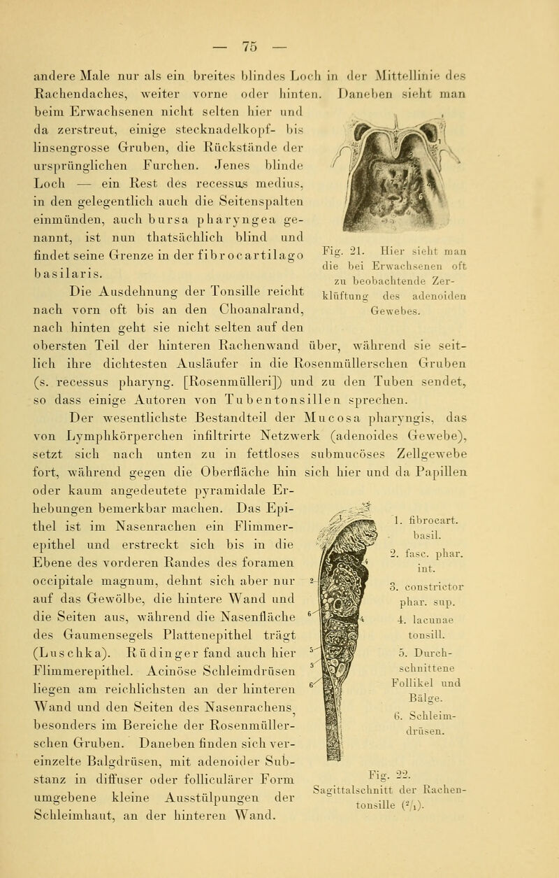 andere Male nur als ein breites blindes Loch in der Mittelliiiie des Rachendaches, weiter vorne oder hinten. Daneben sieht man beim Erwachsenen nicht selten hier und da zerstreut, einige Stecknadelkopf- bis linsengrosse Gruben, die Rückstände der ursprünglichen Furchen. Jenes blinde Loch — ein Rest des recessus medius, in den gelegentlich auch die Seitenspalten einmünden, auch bursa pharyngea ge- nannt, ist nun thatsächlich blind und findet seine Grenze in der fibrocartilago Fig. 21. Hier H>-Iit man die bei Erwachsenen oft zu beobachtende Zer- klüftung des adenoiden Gewebes. basilaris. Die Ausdehnung der Tonsille reicht nach vorn oft bis an den Choanalrand, nach hinten geht sie nicht selten auf den obersten Teil der hinteren Rachenwand über, während sie seit- lich ihre dichtesten Ausläufer in die Rosenmüllerschen Gruben (s. recessus pharyng. [Rosenmülleri]) und zu den Tuben sendet, so dass einige Autoren von Tubentonsillen sprechen. Der wesentlichste Bestandteil der Mucosa pharyngis, das von Lymphkörperchen infiltrirte Netzwerk (adenoides Gewebe), setzt sich nach unten zu in fettloses submucöses Zellgewebe fort, während gegen die Oberfläche hin sich hier und da Papillen oder kaum angedeutete pyramidale Er- hebungen bemerkbar machen. Das Epi- thel ist im Nasenrachen ein Flimmer- epithel und erstreckt sich bis in die Ebene des vorderen Randes des foramen occipitale magnum, dehnt sich aber nur auf das Gewölbe, die hintere Wand und die Seiten aus, während die Nasenfläche des Gaumensegels Plattenepithel trägt (Luschka). Rüdinger fand auch hier Flimmerepithel. Acinöse Schleimdrüsen liegen am reichlichsten an der hinteren Wand und den Seiten des Nasenrachens besonders im Bereiche der Rosenmüller- schen Gruben. Daneben finden sich ver- einzelte Balgdrüsen, mit adenoider Sub- stanz in diffuser oder folliculärer Form umgebene kleine Ausstülpungen der Schleimhaut, an der hinteren Wand. 1. fibrocart. basil. '2. fasc. phar. int. 3. constrietor phar. sup. 4. lacunae tonsill. 5. Durch- schnittene Follikel und Bälge. G. Schleim- drüsen. Fig. 22. Sagittalschnitt der Rachen- tonsille (-i)-