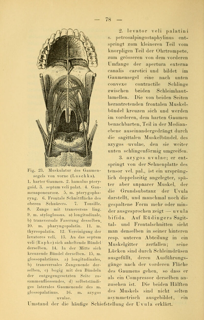 Fig. 23. Muskulatur des Gaumen- segels von vorne (Luschka). 1. harter Gaumen. 2. hamulus ptery- goicl. 3. septum veli palat. 4. Gau- menaponeurose. 5. m. pterygopha- ryng. 6. Frontale Schnittfläche des oberen Schnürers. 7. Tonsille. 8. Zunge mit transversus ling. 9. m. styloglossus. a) longitudinale, b) transversale Faseruug desselben. 10. m. pharyngopalatin. 11. m. thyreopalatin. 12. Vereinigung der levatores veli. 13. An das septum veli (Raphe) sich anheftende Bündel derselben. 14. In der Mitte sich kreuzende Bündel derselben. 15. m. glossopalatinus. a) longitudinales, b) transversales Zungenende der- 2. levator veli palatini s. petrosalpingostaphylinus ent- springt zum kleineren Teil vom knorpligen Teil der Ohrtrompete, zum grösseren von dem vorderen Umfange der apertura externa canalis carotici und bildet im Gaumensegel eine nach unten convexe contractile Schlinge zwischen beiden Schleimhaut- lamellen. Die von beiden Seiten herantretenden frontalen Muskel- bündel kreuzen sich und werden im vorderen, dem harten Gaumen benachbarten, Teil in der Median- ebene auseinandergedrängt durch die sagittalen Muskelbündel, des azygos uvulae, den sie weiter unten schlingenförmig umgreifen. 3. azygos uvulae; er ent- springt von der Sehnenplatte des tensor vel. pal., ist ein ursprüng- lich doppelseitig angelegter, spä- ter aber unpaarer Muskel, der die Grundsubstanz der Uvula darstellt, und manchmal noch die gespaltene Form mehr oder min- der ausgesprochen zeigt —- uvula bifida. Auf Rüdingers Sagit- tal- und Frontalschnitten sieht man denselben in seiner hinteren resp. unteren Abteilung in ein Muskelgitter zerfallen; seine Lücken sind durch Schleimdrüsen ausgefüllt, deren Ausführungs- o-äne'e nach der vorderen Fläche selben, c) bogig mit den Bündeln des Gaumens gehen, so dass er der entgegengesetzten Seite zi sammenfliessendes, d) selbstständi- ges laterales Gaumeneude des m. glossopalatinus. 16. m. azygos uvulae. als ein Compressor derselben an- zusehen ist. Die beiden Hälften des Muskels sind nicht selten asvmmetrisch ausgebildet, ein Umstand der die häufige Schiefstellung der Uvula erklärt.