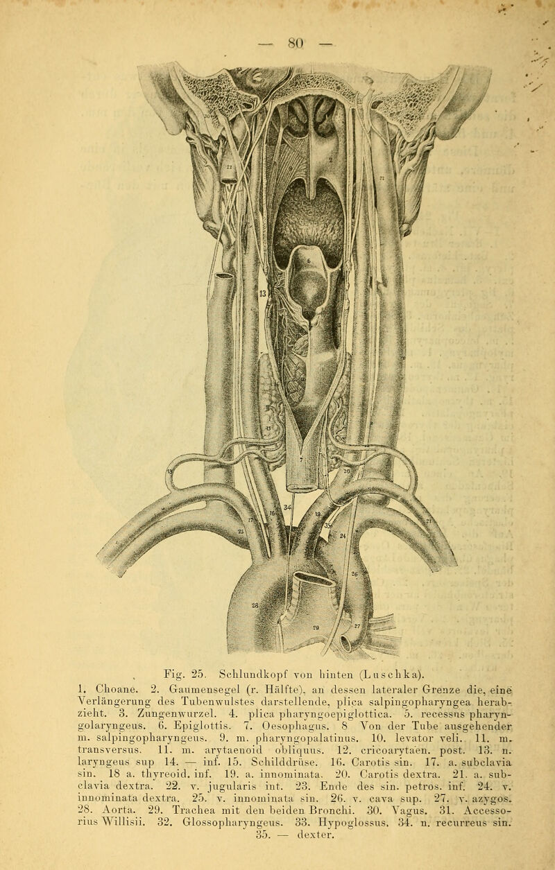 • • Fig. 25. Schlundkopf von hinten (Luschka). 1. Choane. 2. Gaumensegel (r. Hälfte), an dessen lateraler Grenze die, einef Verlängerung des Tubenwulstes darstellende, plica salpingopharyngea herab- zieht. 3. Zungenwurzel. 4. plica pharyngoepiglottiea. 5. recessus pharyn- golaryngeus. 6. Epiglottis. 7. Oesophagus. 8 Von der Tube ausgehender m. salpingopharyngeus. 9. m. pharyngopalatinus. 10. levator veli. 11. ra. transversus. 11. m. arytaenoid obliquus. 12. cricoaryta'en. post. 13. n. laryngeus sup 14. — inf. 15. Schilddrüse. 16. Carotis sin. 17. a. subclavia sin. 18 a. thyreoid. inf. 19. a. innominata. 20. Carotis dextra. 21. a. sub- clavia dextra. 22. v. jugularis int. 23. Ende des sin. petros. inf. 24. v. innominata dextra. 25. v. innominata sin. 26. v. cava sup. 27. v. azygos. 28. Aorta. 29. Trachea mit den beiden Bronchi. 30. Vagus. 31. Accesso- rius Willisii. 32. Glossopharyngeus. 33. Hypoglossus, 34. n. recurreus sin. 35. — dexter.