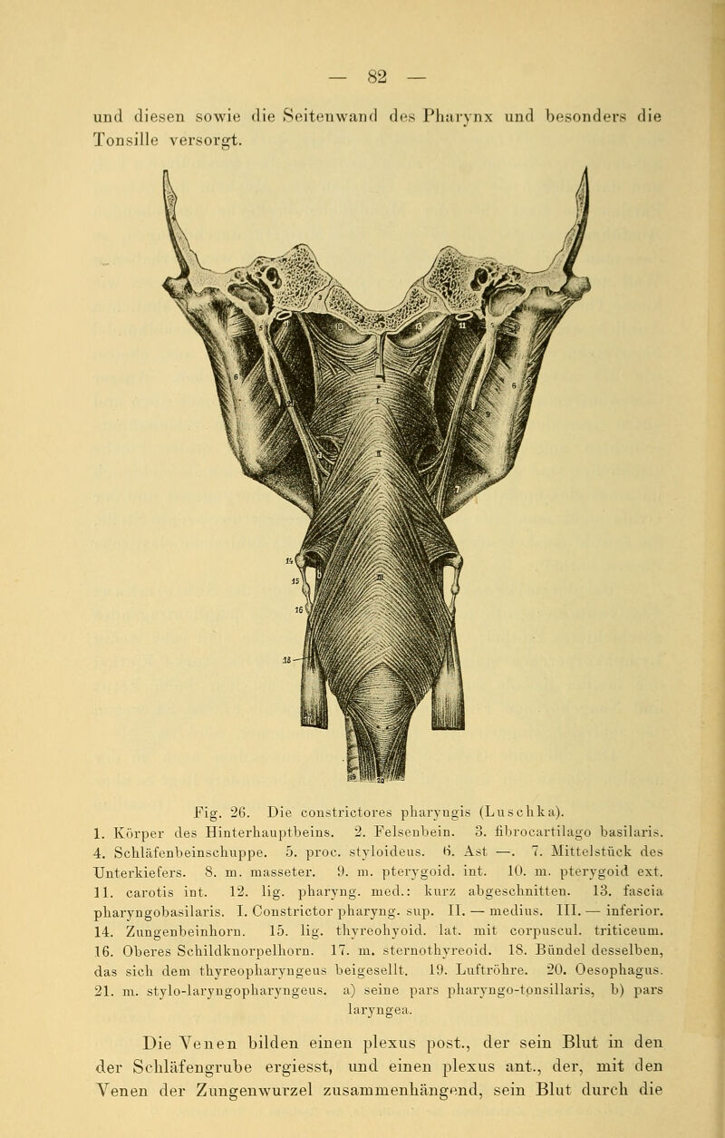 und diesen sowie die Seitenwand des Pharynx und besonders die Tonsille versorgt. Fig. 26. Die constrictores pharyngis (Luschka). I. Körper des Hinterhauptbeins. 2. Felsenhein. 3. fibrocartilago basilaris. 4. Schläfenbeinschuppe. 5. proc. styloideus. H. Ast —. 7. Mittelstück des Unterkiefers. 8. m. masseter. 9. m. pterygoid. int. 10. m. pterygoid ext. II. carotis int. 12. lig. pharyng. med.: kurz abgeschnitten. 13. fascia pharyngobasilaris. I. Constrictor pharyng. sup. IL — medius. III. — inferior. 14. Zungenbeinhorn. 15. lig. thyreohyoid. lat. mit corpuscul. triticeum. 16. Oberes Schildknorpelhorn. 17. m. sternothyreoid. 18. Bündel desselben, das sich dem thyreopharyngeus beigesellt. 19. Luftröhre. 20. Oesophagus. 21. m. stylo-laryngopharyngeus. a) seine pars pharyngo-tonsillaris, b) pars laryngea. Die Venen bilden einen plexus post., der sein Blut in den der Sehläfengrube ergiesst, und einen plexus ant., der, mit den Yenen der Zungenwurzel zusammenhängend, sein Blut durch die