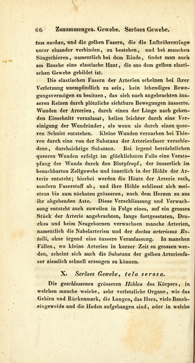 tum nuchae, und die gelben Fasern, die die Luftröbrenringo unter einander verbinden, zu besteben, und bei manchen Säugetbieren, namentlicb bei dem Rinde, findet man auch am Bauche eine elastische Haut, die aus dem gelben elasti- schen Gewebe gebildet ist. Die elastischen Fasern der Arterlen scheinen bei ihrer Verletzung unempfindlich zu sein, kein lebendiges Bewe- gungsvermögen zu besitzen, das sich nach angebrachten äus- seren Reizen durch plötzliche sichtbare Bewegungen äusserte. Wunden der Arterien, durch einen der Länge nach gehen- den Einschnitt veranlasst, heilen leichter durch eine V'^er- cinigung der Wundränder, nls wenn sie durch einen quee- ren Schnitt entstehen. Kleine Wunden vernarben bei Thie- ren durch eine von der Substanz der Arterienfaser verschie- dene, durchsichtige Substanz. Bei irgend beträchtlichen queeren Wunden erfolgt im glücklichsten Falle eine Versto- pfung der Wunde durch den Blutpfropf, der äusserlich im benachbarten Zellgewebe und innerlich in der Höhle der Ar- terie entsteht; hierbei werden die Häute der Arterie roth, sondern Faserstoff ab, und ihre Höhle schliesst sich mei- stens bis zum nächsten grösseren, nach dem Herzen zu aus ihr abgehenden Aste. Diese Verschliessung und Verwach- sung entsteht auch zuweilen in Folge eines, auf ein grosses Stück der Arterie angebrachten, lange fortgesetzten, Dru- ckes und beim Neugebornen verwachsen manche Arterien, namentlich die Nabelarterien und der ductus arteriosua Bo- talli, ohne irgend eine äussere Veranlassung. In manchen Fällen, wo kleine Arterien in kurzer Zeit zu grossen wer- den, scheint sich auch die Substanz der gelben Arterienfa- ser ziemlich schnell erzeugen zu können. X. Seröses Gewebe, tela serosa. Die geschlossenen grösseren Höhlen des Körpers, in welchen manche weiche, sehr verletzliche Organe, wie das Gehirn und Rückenmark, die Lungen, das Herz, viele Bauch- eiugeweide und die Hoden aufgehangen sind, oder in welche