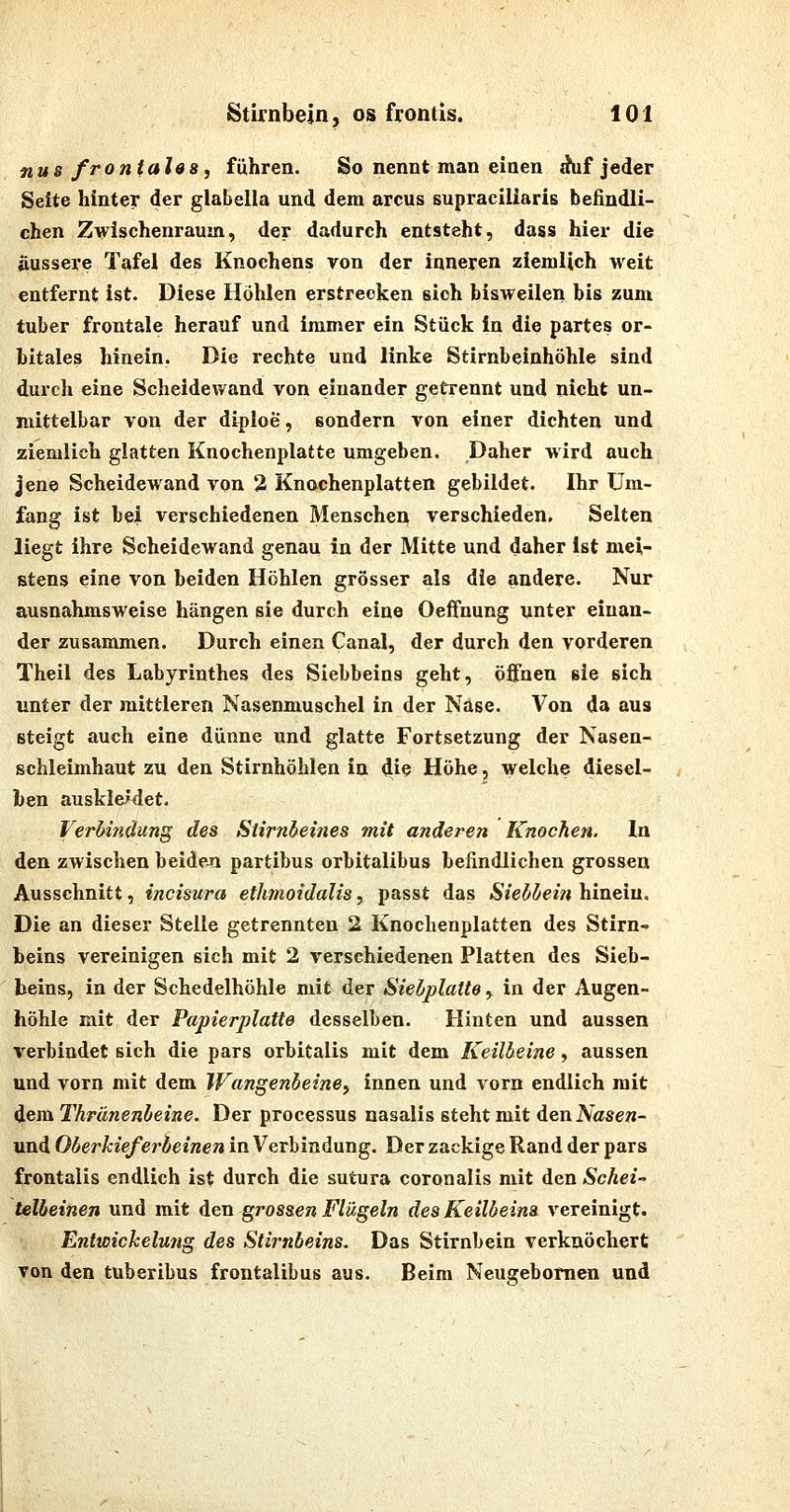 nus fronfales, fuhren. So nennt man einen ^f jeder Seite hinter der glabella und dem arcus supraciliaris befindli- chen Zwischenraum, der dadurch entsteht, dass hier die äussere Tafel des Knochens von der inneren ziemlich weit entfernt ist. Diese Höhlen erstrecken sich bisweilen bis zum tuber frontale herauf und immer ein Stück in die partes or- bitales hinein. Die rechte und linke Stirnbeinhöhle sind durch eine Scheidewand von einander getrennt und nicht un- mittelbar von der diploe, sondern von einer dichten und ziemlich glatten Knochenplatte umgeben. Daher wird auch jene Scheidewand von 2 Knochenplatten gebildet. Ihr Um- fang ist bei verschiedenen Menschen verschieden. Selten liegt ihre Scheidewand genau in der Mitte und daher Ist mei- stens eine von beiden Höhlen grösser als die andere. Nur ausnahmsweise hängen sie durch eine Oeffnung unter einan- der zusammen. Durch einen Canal, der durch den vorderen Theil des Labyrinthes des Siebbeins geht, öffnen sie sich unter der mittleren Nasenmuschel in der Nase. Von da aus steigt auch eine dünne und glatte Fortsetzung der Nasen- schleimhaut zu den Stirnhöhlen in die Höhe, welche diesel- ben auskleidet. Verbindung des Stirnbeines mit anderen Knochen. In den zwischen beide-n partibus orbitalibus befindlichen grossen Ausschnitt, incisura ethmoidalis, passt das Siebbei?i hinein. Die an dieser Stelle getrennten 2 Knochenplatten des Stirn- beins vereinigen sich mit 2 verschiedenen Platten des Sieb- beins, in der Schedelhöhle mit der Siebplaite , in der Augen- höhle mit der Papierplatte desselben. Hinten und aussen verbindet sich die pars orbitalis mit dem Keilbeine, aussen und vorn mit dem Wangenbeine^ innen und vorn endlich mit dem Thrünenbeine. Der processus nasalis steht mit den Nasen- uni. Oberhief erbeinen in Verbindung. Der zackige Rand der pars frontalis endlich ist durch die sutura coronalis mit den Schei- telbeinen und mit den grossen Flügeln des Keilbeins vereinigt. Enticichelung des Stirnbeins. Das Stirnbein verknöchert von den tuberibus frontalibus aus. Beim Neugebomen und