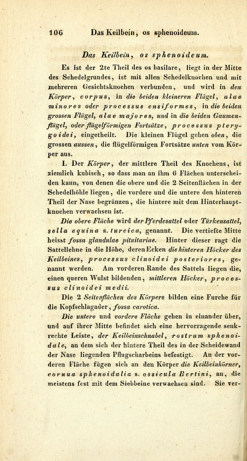 Das Keilbein^ os sphenoideum. Es ist der 2te Theil des os basilave, Hegt in der Mitte des Scliedelgrundes, ist mit allen Schedelknoclien und mit mehreren Oesicht&knochen verbunden, und wird in den Körper, corpus, in die beiden kleineren Flügel, alae minores oder processus ensiformes, in die beiden grossen Flügel, alae majores, und in die beiden Gaumen- flägel, oder flügeiförmigen Foi'tsätze, processus ptery- goidei, eingetheilt. Die kleinen Flügel gelien oben, die grossen aussen, die flügeiförmigen Fortsätze unten vom Kör- per aus. I. Der Körper, der mittlere Theil lies Knochens, ist ziemlich kubisch, so dass man an ihm 6 Flächen unterschei- den kann, von denen die obere und die 2 Seitenflächen in der Schedelhöhle liegen, die vordere und die untere den hinteren Theil der Nase begränzen, die hintere mit dem Hinterhaupt- knochen verwachsen ist. Die obere Flüche wird derPferdesattel oder Türkensattel, $ella equina s, turcica, genannt. Die vertiefte Mitte heisist fossa glandulae pituitariae. Hinter dieser ragt die Sattellehne in die Höhe, deren Ecken die hinteren Höcker des Keilbeines, processus clinoidei posteriores, ge- nannt werden. Am vorderen Rande des Sattels liegen die, einen queren Wulst bildenden, mittleren Höcker, proces- sus clinoidei medii. Die 2 Seitenflächen des Köipers bilden eine Furche für die Kopfschlagader, fossa carotica. Die untere und vordere Fläche gehen in einander über, und auf ihrer Mitte befindet sich eine hervorragende senk- rechte Leiste, der Keilbeinschnabel, rostrum sphe7ioi- dale, an dem sich der hintere Theil des in der Scheidewand der Nase liegenden Pflugscharbeins befestigt. An der vor- deren Fläche fügen sich an den Körper die Keilbeinhörner, cornua spkenoidalia s. ossicula Bertini, an, die meistens fest mit dem Siebbeine verwachsen sind. Sie ver- 4.