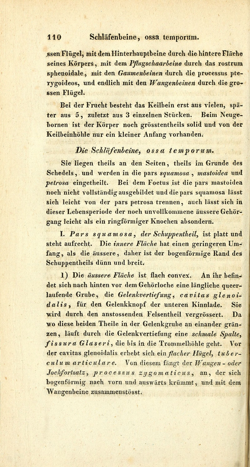 ,ssen Flügel, mit dem Hinterhauptbeine durch die hintere FIäche seines Körpers, mit dem Pßugschaarbeine durch das rostrum Bphenoidale, mit den Gaumenbeinen durch die processus pte- rygoideos, und endlich mit den Wangenbeinen durch die gro- ssen Flügel. Bei der Frucht besteht das Keilbein erst aus vielen, spä- ter aus 5, zuletzt aus 3 einzelnen Stücken. Beim Neuge- hornen ist der Körper noch grösstentheils solid und von der Keilbeinhöhle nur ein kleiner Anfang vorhanden^ D/e Schläfenbeine, ossa temporüm. Sie liegen theils an den Seiten, theils im Grunde des Schedels, und Averden in die pars squamosa , mastoidea und petrosa eingetheilt. Bei dem Foetus ist die pars mastoidea noch nicht vollständig ausgebildet und die pars squamosa lässt sich leicht von der pars petrosa trennen, auch lässt sich in dieser Lebensperiode der noch unvollkommene äussere Gehör- gang leicht als ein ringförmiger Knochen absondern. I. Pars squamosa, der Schuppentheil, ist platt und steht aufrecht. Die innere Fläche hat einen geringeren Um- fang, als die äussere, daher ist der bogenförmige Rand des Schuppentheils dünn und breit.; 1) Die äussere Fläche ist flach convex. An ihr befin- det sich nach hinten vor dem Gehörloche eine längliche queer- laufende Grube, die Gelenkvertiefung^ cavitas gtenoi^ dalis, für den Gelenkknopf der unteren Kinnlade. Sie wird durch den anstossenden Felsentheil vergrössert. Da wo diese beiden Theile in der Gelenkgrube an einander grän- zen, läuft durch die Gelenkvertiefung eine schmale Spalte, fissurä Gläseri, die bis in die Trommelhöhle geht. Vor der cavitas glenoidalis erhebt sich einßacher Hügel, tuber- culum articulare. Von diesem fängt der JVangeji- oder Jochfortsatz, processus zygomaticus, an, der sich bogenförmig nach vorn und auswärts krümmt, und mit dem Wangenbeine zusammenstössti