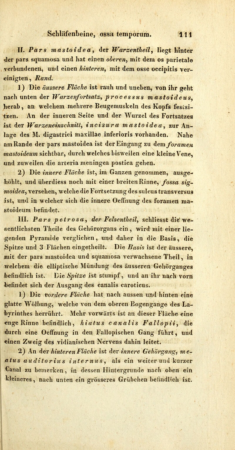 II. Pars mastoidea, der Warsentheil, liegt hinter ■der pars sqüamosa und hat einen oleren.) mit dem os parietale verbundenen, und einen hinteren, mit dem osse oecipitis ver- einigten, Rand. 1) Die äussere Fläche ist rauh und uneben, f on ihr geht nach unten der Warzenfortsatz^ prooessus mastoideus, herab, an Welchem mehrere Beugemuskeln des Kopfs festsi- tzen. An der inneren Seite und der Wurzel des Fortsatzes ist der Warzeneinschnitt^ incisura mastoidea, zur An- lage des M. digastrici maxillae inferioris vorhanden. Nahe QmRande der pars mastoidea ist der Eingang zu demforamen mastoideum sichtbar, durch welches bisweilen eine kleine Vene, und zuweilen die arteria meningea postica gehen. 2) Die innere Fläche ist, im Ganzen genommen, ausge- höhlt, und überdiess noch mit einer breiten Rinne, fossa sig- moidea, versehen, welche die Fortsetzung des suicus transversus ist, und in welcher sich die innere Oeffnung des foramen ma- stoideum befindet. III. Pars petrosU) der Felsentheil, schliesst die' we- sentlichsten Theile des Gehörorgans ein , wird mit einer lie- genden Pyramide verglichen, und daher in die Basis, die Spitze und 3 Flächen eingetheilt. Die Basis ist der äussere, mit der pars mastoidea und squamosa verwachsene Theil, in welchem die elliptische Mündung des äusseren Gehörganges befindlich ist. Die Spitze ist stumpf, und an ihr nach vorn hefindet sich der Ausgang des canalis caroticus. 1) Die vordere Flüche hat nach aussen und hinten eine glatte Wölbung, welche von dem oberen Bogengänge des La- byrinthes herrührt. Mehr vorwärts ist an dieser Fläche eine •enge Rinne befindlich, hiatus canalis Fallopii, die durch eine Oeffnung in den Fallopischen Gang führt, und «inen Zweig des vidianischen Nervens dahin leitet. 2) An der hinteren Fläche ist der innere Gehörgang, me- atus auditorius internus, als ein weiter und kurzer Canal zu bemerken, in dessen Hintergrunde nach oben ein kleineres, nach unten ein grösseres Grübchen befindlich ist.