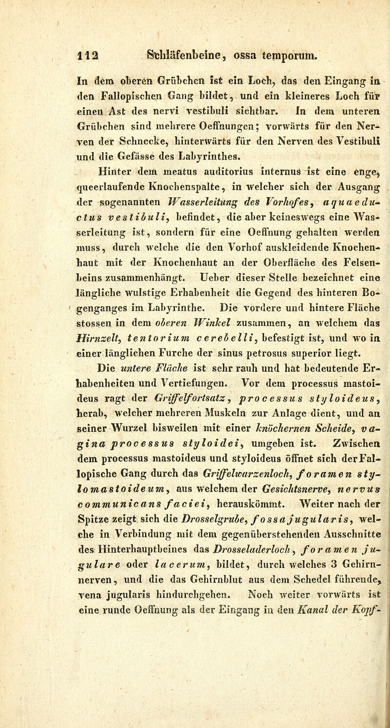 In dem pberöri Grübchen ist ein Loch, das den Eingang in den Fallopischen Gang bildet, und ein kleineres Loch für einen Ast des nervi vestibuli sichtbar. In dem unteren Grübchen sind mehrere OefFnungen; vorwärts für den Ner- ven der Schnecke, hinterwärts für den Nerven des Vestibuli und die Gefässe des Labyrinthes. Hinter dem meatus auditorius internus ist eine enge^ queerlaufende Knochenspalte, in welcher sich der Ausgang der sogenannten Wasserleitung des Vorhofes, aquaedu- ctus vestibuli, befindet, die aber keineswegs eine Was- serleitung ist, sondern für eine OefFnung gehalten werden muss, durch welche die den Vorhof auskleidende Knochen- haut mit der Knochenhaut an der Oberfläche des Felsen- beins zusammenhängt. Ueber dieser Stelle bezeichnet eine längliche wulstige Ei'habenheit die Gegend des hinteren Bo- genganges im Labyrinthe. Die vordere und hintere Fläche stossen in dem oberen JVinlcel zusammen, an welchem das Hirnzelt, tentorium cere^eZ/z, befestigt ist, und wo in einer länglichen Furche der sinus petrosUs superior liegt. Die untere Fläche ist sehr rauh und hat bedeutende Er- habenheiten und Vertiefungen. Vor dem processus mastoi- deus ragt der Griffelfortsatz, processus styloideus, herab, welcher mehreren Muskeln zur Anlage dient, und an seiner Wurzel bisweilen mit einer knöchernen Scheide, va^ ^ina Processus styloidei, umgeben ist. Zwischen dem Processus mastoideus und styloideus öffnet sich derFal- lopische Gang durch das Griffelwarzenloch, foramen sty- lomastoideum, aus welchem der Gesichtsnerve, nervus bommunicans fa et ei, herauskömmt. Weiter nach der Spitze zeigt sich die Drosseigruhe, fossäjugularis, wel- che in Verbindung mit dem gegenüberstehenden Ausschnitte des Hinterhauptbeines das Drosseladerloch, foramen ju- gulare oder lacerum, bildet, durch welches 3 Gehirn- nerven , und die das Gehirnblut aus dem Schedel führende, Vena jugularis hindurchgehen. Noch weiter vorwärts ist eine runde Oeffnung als der Eingang iu den Kanal der Kopf-