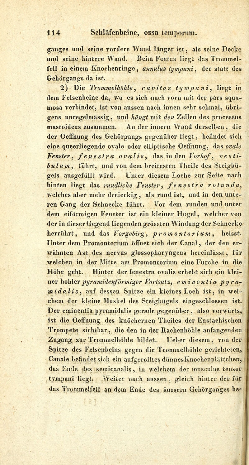 ganges und seine vordere Wand länger ist, als seine Decke und seine hintere Wand. Beim Foetus liegt das Trommel- fell in einem Knochenringe, annulus tympani, der statt des Gehörgangs da ist. 2) Die Trommelhöhle, cavitas tympani, liegt in dem Felsenbeine da, wo es sich nach vorn mit der pars squa- mosa verbindet, ist von aussen nach innen sehr schmal, übri- gens unregelmässig, und hängt mit deti Zellen des processus mastoideus zusammen. An der innern Wand derselben, die der OeiFnung des Gehörgangs gegenüber liegt, befindet sich eine queerliegende ovale oder elliptische Oeffnung, das ovale^ Fenster, fenestra ovalis, das in den Worhof, vesti- hulum, führt, und von dem breitesten Theile des Steigbü- gels ausgefüllt wird. Unter diesem Loche zur Seite nach hinten liegt das rundliche Fenster, fenestra rotunda, welches aber mehr dreieckig, als rund ist, und in den unte- ren Gang der Schnecke führt. Vor dem runden und unter dem eiförmigen Fenster ist ein kleiner Hügel, welcher von der in dieser Gegend liegenden gjrössten Windung der Schnecke herrührt, und das Vorgelirg, Promontorium, heisst. Unter dem Promontorium öifnet sich der Canal, der den er- wähnten Ast des nervus glossopharyngeus hereinlässt, für welchen in der Mitte am Promontorium eine Furche in die Höhe geht. Hinter der fenestra ovalis erhebt sich ein klei- ner hohler pyramidenförmiger Fortsatz, eminentia pyra- midalis, auf dessen Spitze ein kleines Loch ist, in Avel- chenx der kleine Muskel des Steigbügels eingeschlossen ist. Der emineatia pyramidalis gerade gegenüber, also vorwärts, ist die OeiFnung des knöchernen Theiles der Eustachischen Trompete sichtbar, die den in der Rachenhöhle anfangenden Zugang zur Trommelhöhle bildet. Ueber diesem, von der Spitze des Felsenbeins gegen die Trommelhöhle gerichteten, Canale befindet sich ein aufgerolltes dünnesKnochenplüttchen, das Ende des semicanalis, in welchem der musculus tensor tjmpani liegt. Weiter nach aussen, gleich hinter der für das Trommelfell an dem Ende des äussern Gehörganges be-