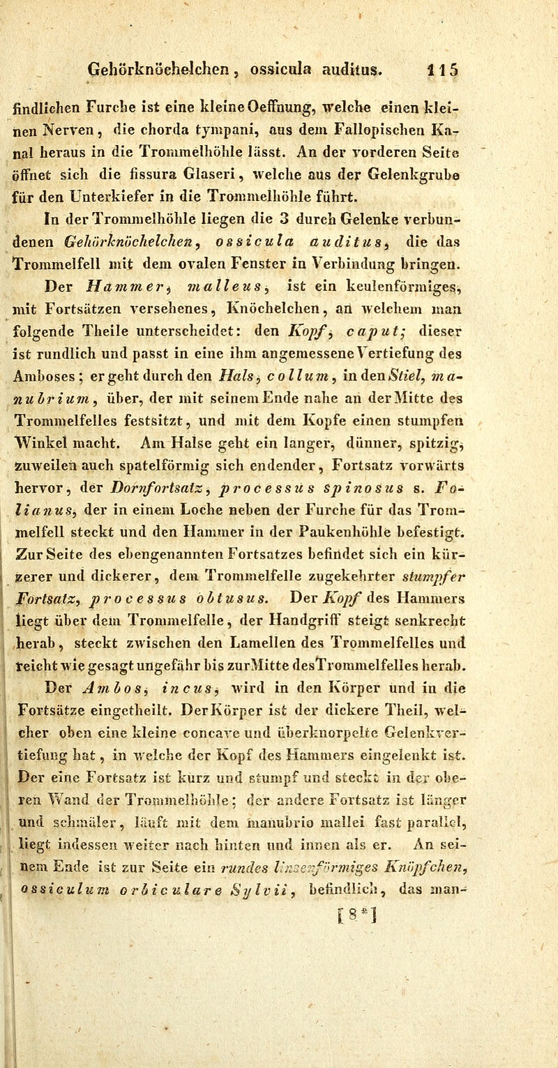 findllchen Furche ist eine kleine Oeffnung, welche einen klei- nen Nerven, die chorda tympani, aus dem Fallopischen Ka- nal heraus in die Trommelhöhle lüsst. An der vorderen Seite öffnet sich die fissura Glaseri, welche aus der Gelenkgrube für den Unterkiefer in die Trommelhöhle führt. In der Trommelhöhle liegen die 3 durch Gelenke verbun- denen Gehörknöchelchen^ ossicula auditus, die das Trommelfell mit dem ovalen Fenster in Verbindung bringen. Der Hämmer^ malleus ^ ist ein keulenförmigesi, mit Fortsätzen versehenes, Knöchelchen, an welchem man folgende Theile unterscheidet: den Kopfi, caput; dieser ist rundlich und passt in eine ihm angemessene Vertiefung des Amboses ; er geht durch den Halsj coli um, in den Stiel, ma~ nuhrium, über, der mit seinem Ende nahe an der Mitte des Trommelfelles festsitzt, und mit dem Kopfe einen stumpfen Winkel macht. Am Halse geht ein langer, dünner, spitzige Äuweilen auch spateiförmig sich endender, Fortsatz vorwärts hervor, der Dornfoi'tsatz, pi'ocessus spinosus s. Fo~ Ha71 US, der in einem Loche neben der Furche für das Trom- [ jnelfell steckt und den Hammer in der Paukenhöhle befestigt. I Zur Seite des ebengenannten Fortsatzes befindet sich ein kür- I zerer und dickerer, dem Trommelfelle zugekehrter stumpfer ' Fortsatz, Processus obtusus. Der A'o/>/^ des Hammers liegt über dein Trommelfelle, der Handgriff steigt senkrecht herab, steckt zwischen den Lamellen des Trommelfelles und teicht wie gesagt ungefähr bis zurMitte desTrommelfelles herab. IDer AjiiboSi, incusj wird in den Körper und in die iFortsätze eingetheilt. Der Körper ist der dickere Theil, wel- fsher oben eine kleine concare und überknorpelte Gelenkver- ' tiefung hat, in v/elche der Kopf des Hammers eingelenkt ist. 1 Der eine Fortsatz ist kurz und stumpf und steckt in der obe- J ren Wand der Trommelhöhle; der andere Fortsatz ist länger und schmuler, läuft mit dem hianubrio mallei fast parallel, , ■ liegt indessen weiter nach hinten und innen als er. An sei- ,. j Bern Ende ist zur Seite ein rundes liKüecTfi'rmiges Knöpfchen, ossiculum orliiculare Sylvii, befindlich, das man-