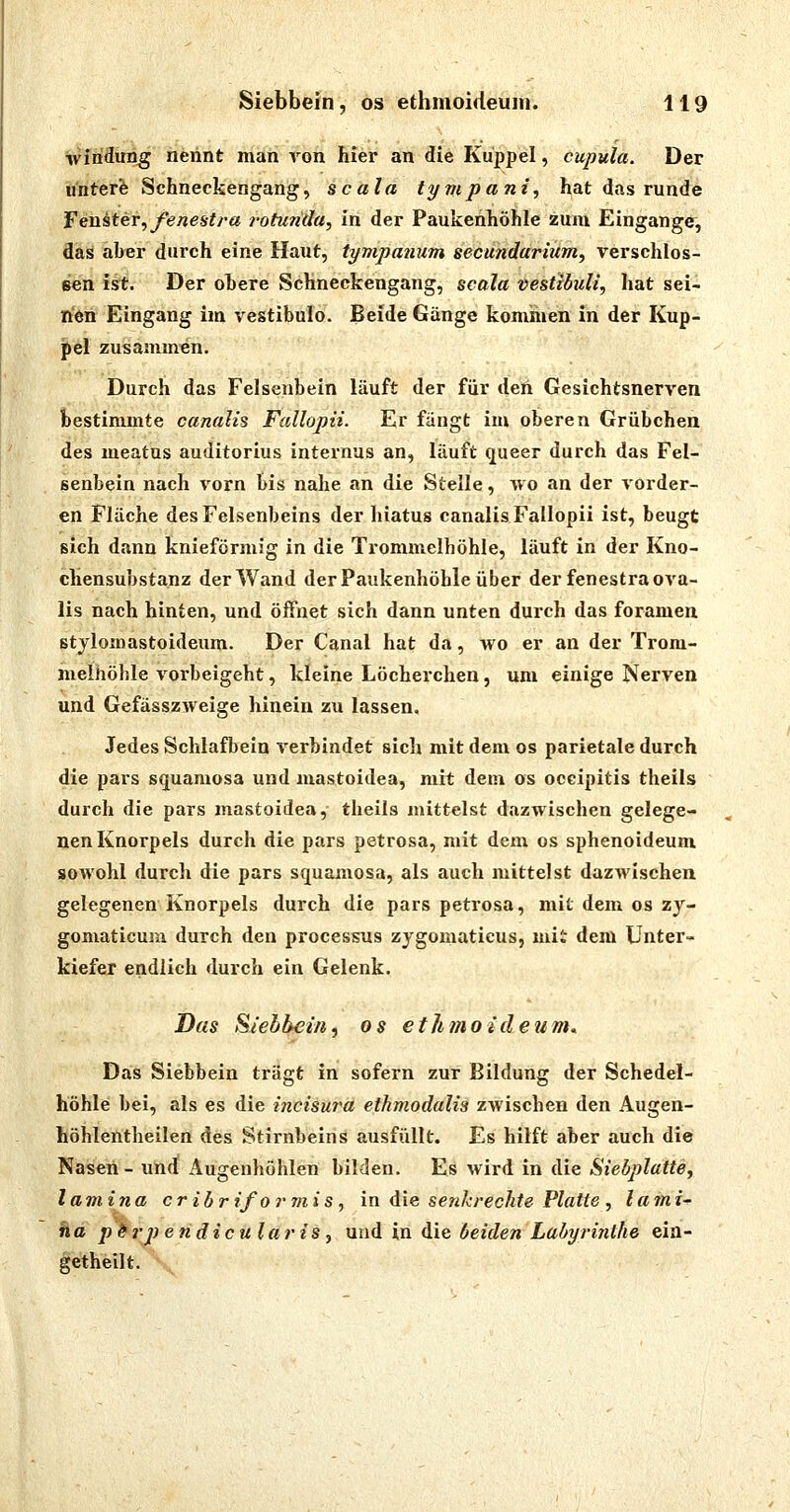 Windung neiint man von hier an die Kuppel, cupula. Der ii'nterfe Schneckengang, scala lyvipani, hat das runde IPenüter^ fene^tra rotunda^ in der Paukenhöhle zum Eingange, fläs aber durch eine Haut, tympaimm secundarmm, verschlos- sen ist. Der ohere Schneckengang, seala vestiöuli, hat sei- nen Eingang im vestibulo. Beide Gänge kommen in der Kup- pel zusammen. Durch das Felsenbein läuft der für deh Gesichtsnerven bestimmte canalis Fallopii. Er fangt im oberen Grübchen des meatus auditorius internus an, läuft queer durch das Fel- senbein nach vorn bis nahe an die Stelle, avo an der vorder- en Fläche des Felsenbeins der hiatus canalis Fallopii ist, beugt sich dann knieförmig in die Trommelhöhle, läuft in der Kno- chensubstanz der Wand der Paukenhöhle über der fenestraova- lis nach hinten, und öffnet sich dann unten durch das foramen Btylomastoideum. Der Canal hat da, wo er an der Trom- melhöhle vorbeigeht, kleine Löcherchen, um einige Nerven und Gefässzweige hinein zu lassen. Jedes Schlafbein verbindet sich mit dem os parietale durch die pars squamosa und mastoidea, mit dem os oceipitis theils durch die pars mastoidea,- theils mittelst dazwischen gelege- nen Knorpels durch die pars petrosa, mit dem os sphenoideum sowohl durch die pars squamosa, als auch mittelst dazwischen gelegenen Knorpels durch die pars petrosa, mit dem os zy- gomaticum durch den processus zygomaticus, mit dem Unter- kiefer endlich durch ein Gelenk. Das Siehbein, os ethmoideum. Das Siebbein trägt in sofern zur Bildung der Schedel- höhle bei, als es die incisura etkmodalis zwischen den Augen- höhlentheilen des Stirnbeins ausfüllt. Es hilft aber auch die Nasen - und Augenhöhlen bilden. Es wird in die Siebplatte, laviina er ibrifo7'viis , in die senkrechte Platte , lami- ha pdrpendiculariSj und in die beiden Labyrinthe eia- getheilt. \