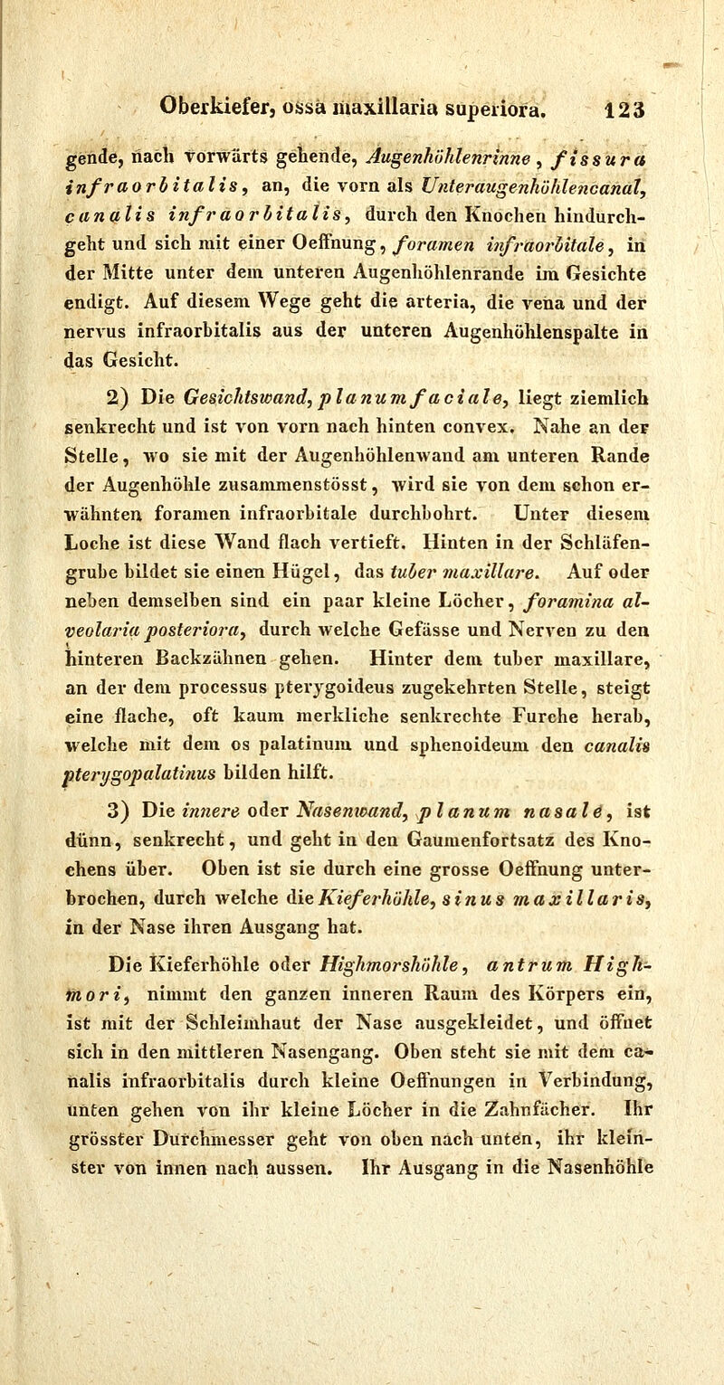 gende, nach vorwärts gebende, Augenhöhlenrinne y ftssura infraorbitalis, an, die vorn, als Unteraugenhühlencanal, canalis in fr aorbitalis, dui-ch den Knochen hindurch- geht und sich mit einer Oeifnung, foramen infraorUtale, in der Mitte unter dem unteren Augenhöhlenrande im Gesichte endigt. Auf diesem Wege geht die arteria, die vena und der nervus infraorbitalis aus der unteren Augenhühlenspalte in das Gesicht. 2) Die Gesichtswand,planumfadale^ liegt ziemlich senkrecht und ist von vorn nach hinten convex. Nahe an der Stelle, wo sie mit der Augenhöhlenwand am unteren Rande der Augenhöhle zusammenstösst, wird sie von dem schon er- wähnten foramen infraorbitale durchbohrt. Unter diesem Loche ist diese Wand flach vertieft. Hinten in der Schläfen- grube bildet sie einen Hügel, das tuher maxillare. Auf oder neben demselben sind ein paar kleine Löcher, foramina al- veolaria posteriora, durch welche Gefässe und Nerven zu den hinteren Backzähnen gehen. Hinter dem tuber maxillare, an der dem processus pterygoideus zugekehrten Stelle, steigt eine flache, oft kaum merkliche senkrechte Furche herab, welche mit dem os palatinum und sphenoideum den canalis pterygopalatijius bilden hilft. 3) Die in7iere oder Nasemoand, planum nasalä, ist dünn, senkrecht, und geht in den Gaumenfortsatz des Kno- chens über. Oben ist sie durch eine grosse Oeffnung unter- brochen, durch welche die Kieferhöhle, sinus maxillariSy in der Nase ihren Ausgang hat. Die Kieferhöhle oder Highmorshöhle, antrum High- fnori, nimmt den ganzen inneren Raum des Körpers ein, ist mit der Schleimhaut der Nase ausgekleidet, und öffnet sich in den mittleren Nasengang. Oben steht sie mit dem ca- nalis infraorbitalis durch kleine Oeffnungen in Verbindung, unten gehen von ihr kleine Löcher in die Zahnfächer. Ihr grösster Durchmesser geht von oben nach unten, ihr klein- ster von innen nach aussen. Ihr Ausgang in die Nasenhöhle