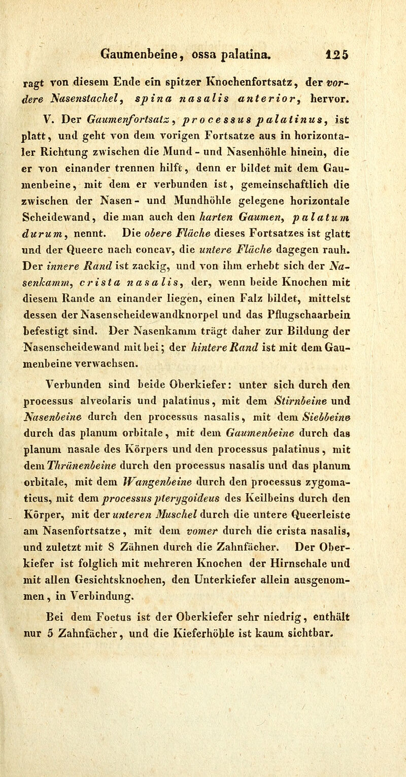 ragt von diesem Ende ein spitzer Knochenfortsatz, der vor- igere Nasenstachel, spina nasalis anterior, hervor. V. Der Gaumenfortsatz, pro cessus palatinus, ist platt, und geht von dem vorigen Fortsatze aus in horizonta- ler Richtung zwischen die Mund- und Nasenhöhle hinein, die er von einander trennen hilft, denn er bildet mit dem Gau- menbeine, mit dem er verbunden ist, gemeinschaftlich die zwischen der Nasen- und Mundhöhle gelegene horizontale Scheidewand, die man auch den Äarfe« Gaumen, palatum durum, nennt. Die oÄere/'/äcÄe dieses Fortsatzes ist glatt und der Queere nach concav, die untere Fläche dagegen rauh. Der innere Rand ist zackig, und von ihm erhebt sich der A*a- senkamm, crista nasalis, der, wenn beide Knochen mit diesem Rande an einander liegen, einen Falz bildet, mittelst dessen der Nasenscheidewandknorpel und das Pflugschaarbeia befestigt sind. Der Nasenkamm trägt daher zur Bildung der NasenscheideAvand mit bei; der hintere Rand i%t xaxt dem Gau- menbeine verwachsen. Verbunden sind beide Oberkiefer: unter sich durch den Processus alveolaris und palatinus, mit dem Stirnbeine und Nasenbeine durch den processus nasalis, mit dem Siebbeine durch das planum orbitale, mit dem Gaumenbeine durch das planum nasale des Körpers und den processus palatinus, mit deinThrünenbeine durch den processus nasalis und das planum orbitale, mit dem Wangenbeine durch den processus zygoma- ticus, mit dem processus pterygoideus des Keilbeins durch den Körper, mit der unteren Muschel durch die untere Queerleiste am Nasenfortsatze, mit dem vomer durch die crista nasalis, und zuletzt mit 8 Zähnen durch die Zahnfächer. Der Ober- kiefer ist folglich mit mehreren Knochen der Hirnschale und mit allen Gesichtsknochen, den Unterkiefer allein ausgenom- men , in Verbindung. Bei dem Foetus ist der Oberkiefer sehr niedrig, enthalt nur 5 Zahnfächer, und die Kieferhöhle ist kaum sichtbar.