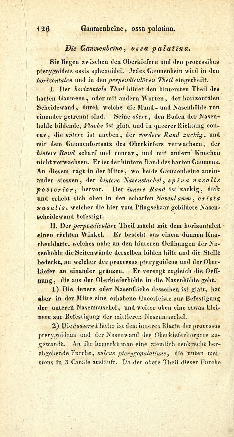 Die Gmimenheinef ossa palatina, Sie liegen zwischen den Oberkiefern und den processibus pterygoideis essis sphenoidei. Jedes Gaumenbein wird in den horizontalen und in Aenperpendiculären Theil eingetheilt. I. Der horizontale Theil bildet den hintersten Theil des harten Gaumens , oder mit andern Worten , der horizontalen Scheidewand, durch welche die Mund - und Nasenhöhle von einander getrennt sind. Seine o^cre, den Boden der Nasen* höhle bildende, Fläche ist glatt und in queerer Richtung con- cav ij die untere ist uneben, der vordere Rand zackig, und mit dem Gaumenfortsatz des Oberkiefers verwachsen, der hintere Rand scharf und concav, und mit andern Knochen nicht verwachsen. Er ist der hintere Rand des harten Gaumens* An diesem ragt in der Mitte, wo beide Gaumenbeine anein- ander stossen, der hintere Nasenstachel, spina nasalis posterior, hervor. Der innere Rand ist zackig, dick und erhebt sich oben in den scharfen AY^sew/cßwiw, crista nasalis^ welcher die hier vom Pflugschaar gebildete Nasen- scheidewand befestigt. II. D&v perpendiculüre Theil macht Uiit dem horizontaleil einen rechten Winkel. Er besteht aus einem dünnen Kno- chenblatte, welches nahe an den hinteren Oeffnungen der Na- senhöhle die Seitenwünde derselben bilden hilft und die Stelle bedeckt, an welcher der processus pterygoideus und der Ober- kiefer an einander gränzen. Er verengt zugleich die Oeff:- nung, die aus der Oberkieferhöhle in die Nasenhöhle geht. 1) Die innere oder Nasenfläche desselben ist glatt, hat aber in der Mitte eine erhabene Queerleiste zur Befestigung der unteren Nasenmuschel, und weiter oben eine etwas klei- nere zur Befestigung der mittleren KasenmuscheL 2) Die äwssere Fläche ist dem inneren Blatte des processus pterygoideus und der Nasenwand des Oberkieferkörpers zu- gewandt. An ihr bemerkt man eine ziemlich senkrecht her- abgehende Furche, sulcus pte?ygopalatimis, die unten mei- stens in 3 Canäle ausläuft. Da der obere Theil dieser Furche