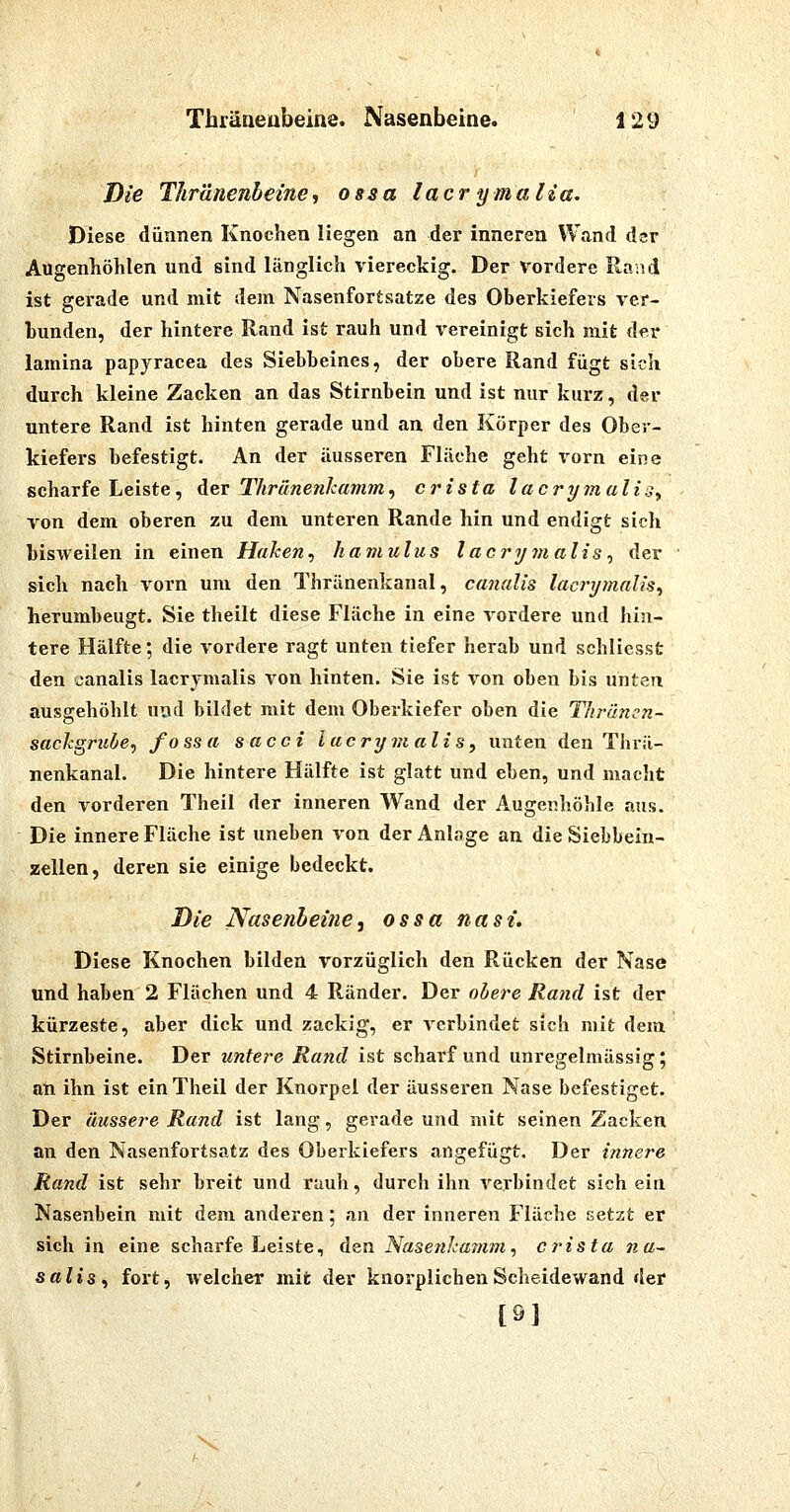 Die Thränenheine, ossa lacrymalia. Diese dünnen Knochen liegen an der inneren Wand dar Augenhöhlen und sind länglich viereckig. Der Vordere Rand ist gerade und mit dem Nasenfortsatze des Oberkiefers ver- bunden, der hintere Rand ist rauh und vereinigt sich mit der lamina papyracea des Siebbeines, der obere Rand fügt sich durch kleine Zacken an das Stirnbein und ist nur kurz, der untere Rand ist hinten gerade und an den Körper des Ober- kiefers befestigt. An der äusseren Fläche geht vorn eine scharfe Leiste, der Thränenkamm, crista lacrymalis^ von dem oberen zu dem unteren Rande hin und endigt sich bisweilen in einen Haken^ hamulus laci'ijmalis^ der sich nach vorn um den Thränenkanal, canalis lacrymalis^ herumbeugt. Sie theilt diese Fläche in eine vordere und hin- tere Hälfte; die vordere ragt unten tiefer herab und schliesst den janalis lacrymalis von hinten. Sie ist von oben bis unten ausgehöhlt und bildet mit dem Oberkiefer oben die Thrümn- sacJcgriibe., fossa sacci lacrymalis, unten den Thrä- nenkanal. Die hintere Hälfte ist glatt und eben, und macht den vorderen Theil der inneren Wand der Augenhöhle aus. Die innere Fläche ist uneben von der Anlage an die Siebbein- zellen, deren sie einige bedeckt. Die Nasenbeine^ ossa na st. Diese Knochen bilden vorzüglich den Rücken der Nase und haben 2 Flächen und 4 Ränder. Der ol/ere Rand ist der kürzeste, aber dick und zackig, er verbindet sich mit dem Stirnbeine. Der untere Rand ist scharf und unregelmässig; an ihn ist ein Theil der Knorpel der äusseren Nase befestiget. Der äussere Rand ist lang, gerade und mit seinen Zacken an den Nasenfortsatz des Oberkiefers angefügt. Der innere Rand ist sehr breit und rauh, durch ihn verbindet sich ein Nasenbein mit dem anderen; an der inneren Fläche setzt er sich in eine scharfe Leiste, den Nasenka7nm<, crista na~ salis, fort, welcher mit der knorplichen Scheidewand der [9]