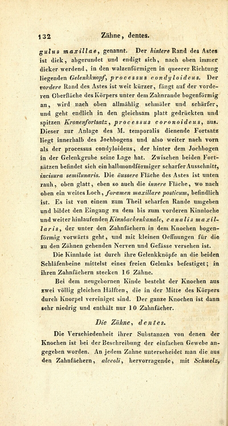 il 32 Zähne, dentes. gulus maxillaei genannt. Der Am/ere Rand des Astes ist dick, abgerundet und endigt sich, nach oben immer dicker werdend, in den walzenförmigen in queerer Richtung liegenden Gelenkknopf, Processus condyloideus. Der V07'dere Rand des Astes ist weit kürzer, fängt auf der vorde- ren Oberfläche des Körpers unter dem Zahnrande bogenförmig an, wird nach oben allmählig schmäler und schärfer, und geht endlich in den gleichsam platt gedriickten und spitzen Kronenfortsatz, processus coronoideus, aus. Dieser zur Anlage des M. temporalis dienende Fortsatz liegt innerhalb des Joehbogens und also weiter nach vorn als der processus condjloideus, der hinter dem Jochbogen in der Gelenkgrube seine Lage hat. Zwischen beiden Fort- sätzen befindet sich ein halbmondförmiger scharfer Ausschnitt, incisura semilunaris. Die äussere Fläche des Astes ist unten rauh, oben glatt, eben so auch die innere Fläche, wo nach oben ein weites Loch,/br«men inaxillare posticum., befindlich ist. Es ist T'on einem zum Theil scharfen Rande umgeben und bildet den Eingang zu dem bis zum vorderen Kinnioche und weiter hinlaufenden Ä^iwn^ac/rcKÄ'öw«/«;, canalis maxil- laris, der unter den Zahnfächern in dem Knochen bogen- förmig vorwärts geht, und mit kleinen Oeffnungen für die zu den Zähnen gehenden Nerven und Gefässe versehen ist. Die Kinnlade ist durch ihre Gelenkknöpfe an die beiden Schläfenbeine mittelst eines freien Gelenks befestiget; in ihren Zahnfächern stecken I 6 Zähne. Bei dem neugebornen Kinde besteht der Knochen aus zwei völlig gleichen Hälften, die in der Mitte des Körpers durch Knorpel vereiniget sind. Der ganze Knochen ist dann sehr niedrig und enthält nur 10 Zahnfächer. Die Zähne, dentes. Die Verschiedenheit ihrer Substanzen von denen der Knochen ist bei der Beschreibung der einfachen Gewebe an- gegeben worden. An jedem Zahne unterscheidet man die aus den Zahnfächern, alveoli, hervorragendej mit Schmelz,