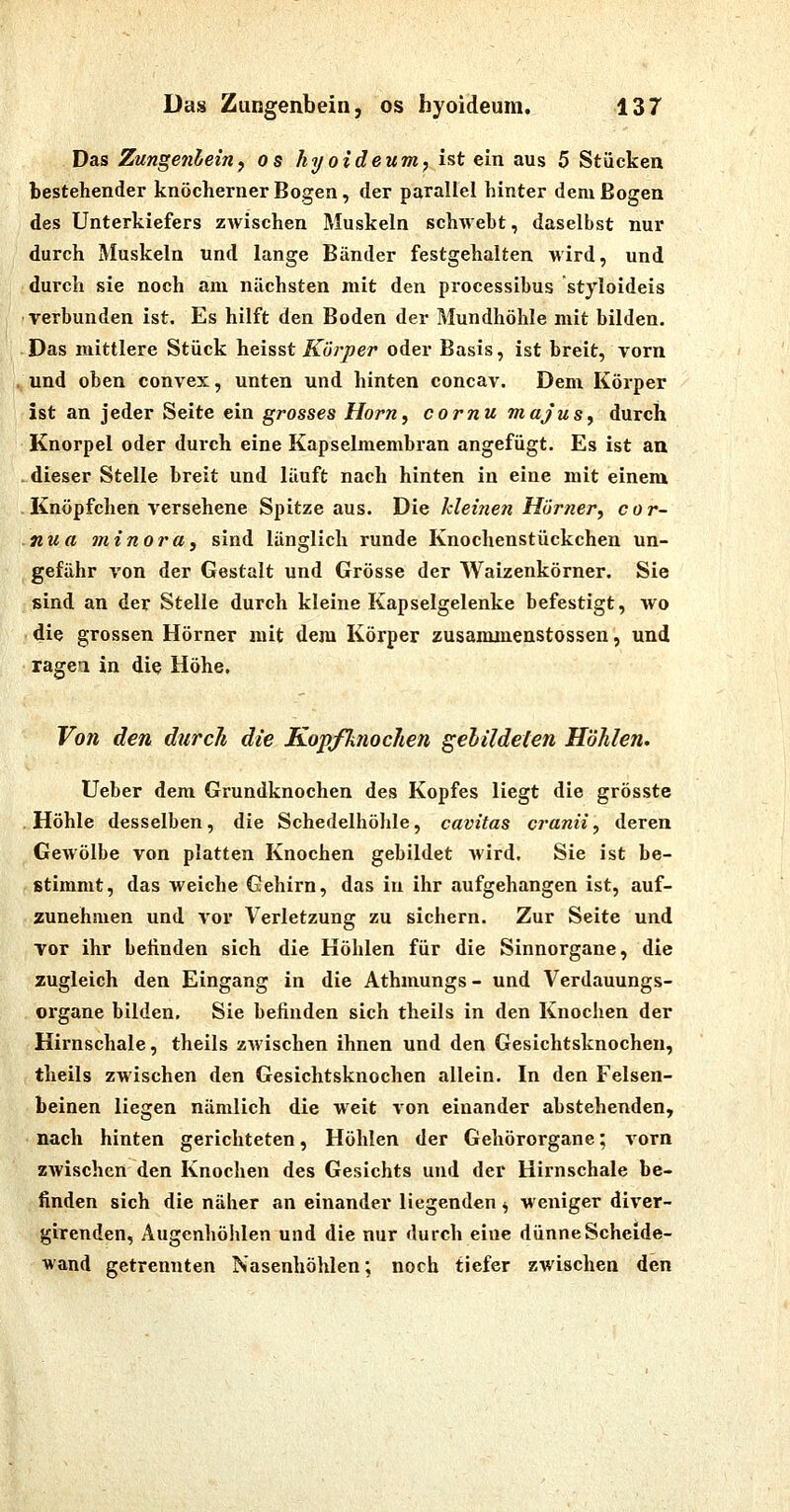 Das Zungenheiny os hyoideum, ist ein aus 5 Stücken bestehender knöcherner Bogen, der parallel hinter dem Bogen des Unterkiefers zwischen Muskeln schwebt, daselbst nur durch Muskeln und lange Bänder festgehalten wird, und durch sie noch am nächsten mit den processibus styloideis verbunden ist. Es hilft den Boden der Mundhöhle mit bilden. Das mittlere Stück heisst Körper oder Basis, ist breit, Torn und oben convex, unten und hinten concav. Dem Körper ist an jeder Seite ein grosses Hörn, cornu majus, durch Knorpel oder durch eine Kapselmembran angefügt. Es ist an ..dieser Stelle breit und läuft nach hinten in eine mit einem Knöpfchen versehene Spitze aus. Die Meinen Hörtier, cor- nun 7ninora, sind länglich runde Knochenstückchen un- gefähr von der Gestalt und Grösse der Waizenkörner. Sie sind an der Stelle durch kleine Kapselgelenke befestigt, wo die grossen Hörner mit dem Körper zusaminenstossen, und ragea in die Höhe. Von den durch die Kopfknochen gelildeten Höhlen. Ueber dem Grundknochen des Kopfes liegt die grösste Höhle desselben, die Schedelhöhle, cavitas cranii, deren Gewölbe von platten Knochen gebildet wird. Sie ist be- stimmt, das weiche Gehirn, das in ihr aufgehangen ist, auf- zunehmen und vor Verletzung zu sichern. Zur Seite und vor ihr befinden sich die Höhlen für die Sinnorgane, die zugleich den Eingang in die Athmungs - und Verdauungs- organe bilden, Sie befinden sich theils in den Knochen der Hirnschale, theils zwischen ihnen und den Gesichtsknochen, theils zwischen den Gesichtsknochen allein. In den Felsen- beinen liegen nämlich die weit von einander abstehenden, nach hinten gerichteten, Höhlen der Gehörorgane; vorn zwischen den Knochen des Gesichts und der Hirnschale be- finden sich die näher an einander liegenden ^ weniger diver- girenden, Augenhöhlen und die nur durch eine dünne Scheide- wand getrennten Nasenhöhlen; noch tiefer zwischen den