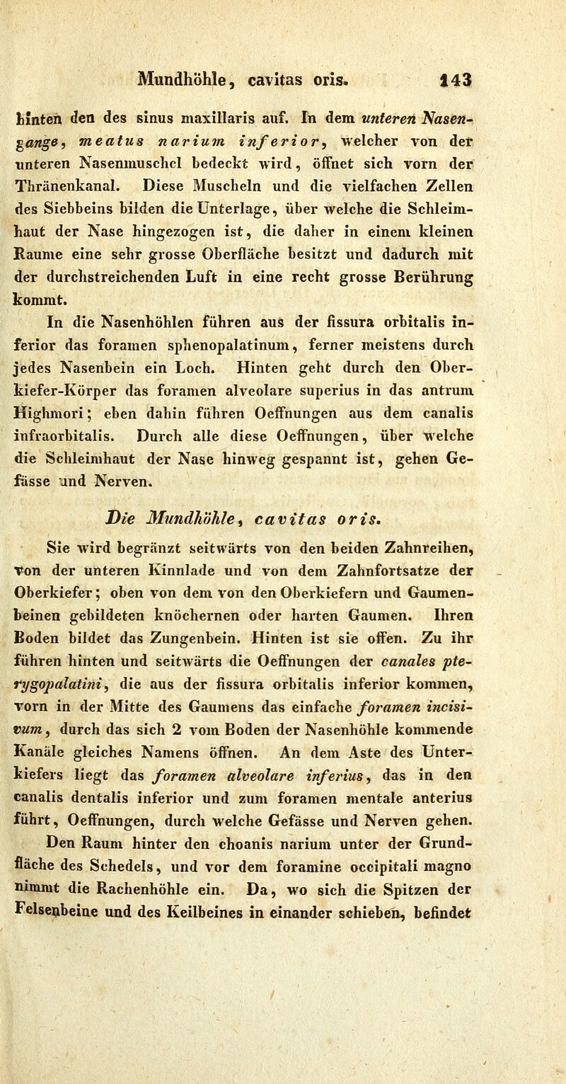 liinten den des sinus maxillaris auf. In dem unteren Nasen- gang0j meatus narium inferior, welcher von der unteren Nasenmuschcl bedeckt wird, öffnet sich vorn der Thränenkanal. Diese Muscheln und die vielfachen Zellen des Siebbeins bilden die Unterlage, über welche die Schleim- haut der Nase hingezogen ist, die daher in einem kleinen Räume eine sehr grosse Oberfläche besitzt und dadurch mit der durchstreichenden Luft in eine recht grosse Berührung kommt. In die Nasenhöhlen führen aus der fissura orbitalis in- ferior das foramen sphenopalatinum, ferner meistens durch jedes Nasenbein ein Loch. Hinten geht durch den Ober- kiefer-Körper das foramen alveolare superius in das antrum Highmori; eben dahin führen OefFnungen aus dem canalis infraorbitalis. Durch alle diese Oeffnungen, über welche die Schleimhaut der Nase hinweg gespannt ist, gehen Ge- fässe und Nerven. Die 3Iundhöhlei cavitas oris, Sie wird begränzt seitwärts von den beiden Zahnreihen, Von der unteren Kinnlade und von dem Zahnfortsatze der Oberkiefer; oben von dem von den Oberkiefern und Gaumen- beinen gebildeten knöchernen oder harten Gaumen. Ihren Boden bildet das Zungenbein. Hinten ist sie offen. Zu ihr führen hinten und seitwärts die Oeffnungen der canales pte- rygopalatini, die aus der fissura orbitalis inferior kommen, vorn in der Mitte des Gaumens das einfache foramen incisi- tum, durch das sich 2 vom Boden der Nasenhöhle kommende Kanäle gleiches Namens öffnen. An dem Aste des Unter- kiefers liegt das foramen alveolare inferius, das in den canalis dentalis inferior und zum foramen mentale anterius führt, Oeffnungen, durch welche Gefässe und Nerven gehen. Den Raum hinter den choanis narium unter der Grund- fläche des Schedels, und vor dem foramine occipitali magno nimmt die Rachenhöhle ein. Da, wo sich die Spitzen der Felsenbeine und des Keilbeines in einander schieben, befindet