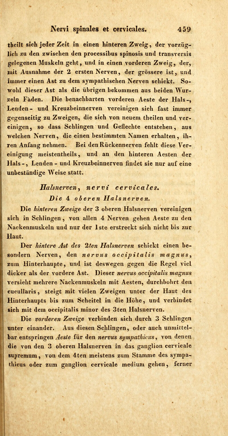 theilt sich jeder Zeit in einen hinteren Zweig, der vorzüg- lich zu den zwischen den processibus spinosis und transversis gelegenen Muskeln geht, und in einen vorderen Zweig, der, juit Ausnahme der 2 ersten Nerven, der grössere ist, und immer einen Ast zu dem sympathischen Nerven schickt. So- wohl dieser Ast als die übrigen bekommen aus beiden Wur- zeln Fäden. Die benachbarten vorderen Aeste der Hals-, Lenden - und Kreuzbeinnerven vereinigen sich fast immer gegenseitig zu Zweigen, die sich von neuem theilen und ver- einigen j so dass Schlingen und Geflechte entstehen, aus welchen Nerven, die einen bestimmten Namen erhalten, ih- ren Anfang nehmen. Bei den Rückennerven fehlt diese Ver- einigung meistentheils, und an den hinteren Aesten der Hals -, Lenden - und Kreuzbeinnerven findet sie nur auf eine unbeständige Weise statt, Halsnerven, nervt cervicales. Die 4 oberen Halsnerven. Die hinteren Zweige der 3 oberen Halsnerven vereinigen sich in Schlingen, von allen 4 Nerven gehen Aeste zu den Nackenmuskeln und nur der Iste erstreckt sich nicht bis zur Haut. Der hintere Ast des 2ten Halsnej'ven schickt einen be- sondern Nerven, den nervus occipitalis magnus, zum Hinterhaupte, und ist deswegen gegen die Regel viel dicker als der vordere Ast. Dieser nervus occipitalis magnus versieht mehrere Nackenmuskeln mit Aesten, durchbohrt den cucuUaris, steigt mit vielen Zweigen unter der Haut des Hinterhaupts bis zum Scheitel in die Höhe, und verbindet sich mit dem occipitalis minor des 3ten Halsnerven. Die voi'deren Zweige verbinden sich durch 3 Schlingen unter einander. Aus diesen Schlingen, oder auch unmittel- bar entspringen ,4es<6 für den nervus sympathicus, von denen die von den 3 oberen Halsnerven in das ganglion cervicale supremum, von dem 4ten meistens zum Stamme des sympa- thicus oder zum ganglion cervicale medium gehen, ferner