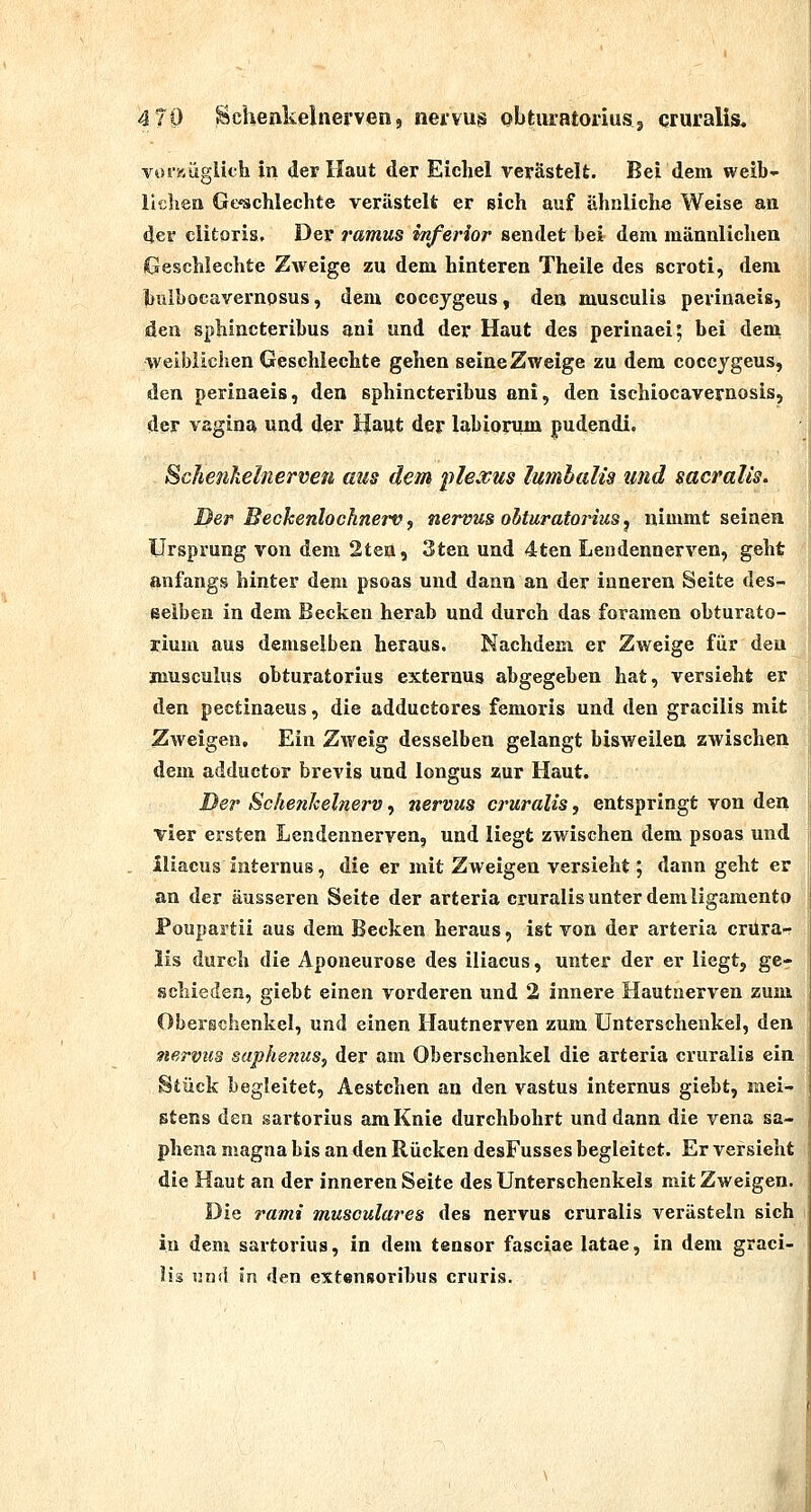 voi-KÜgUch in der Haut der Eichel verästelt. Bei dem weib- licliea Ge'schlechte verästelt er sich auf ähnliche Weise an der clitoris. Der ramus inferior sendet bei dem männlichen iGeschlechte Zweige zu dem hinteren Theile des scroti, dem buibocavernpsus, dem coccygeus, den musculis perinaeis, den sphincteribus ani und der Haut des perinaei; bei deni weiblichen Geschlechte gehen seine Zweige zu dem coccygeus, den perinaeis, den sphincteribus ani, den ischiocavernosis, der Vagina und der Haut der labionim pudendi. Sche?iAelnerveu aus dem plexus lumhalü und sacralis. Der Beckenlochnerv, nervus obturatorius, nimmt seinen Ursprung von dem 2ten, 3ten und 4ten Lendennerven, geht anfangs hinter dem psoas und dann an der inneren Seite des^ ßelben in dem Becken herab und durch das foramen obturato- rium aus demselben heraus. Nachdem er Zweige für den inusculus obturatorius externus abgegeben hat, versieht er den pectinaeus, die adductores femoris und den gracilis mit Zweigen, Ein Zweig desselben gelangt bisweilen zwischen dem adductor brevis und longus zur Haut. Der Schenhelnerv, nervus cruralis, entspringt von den vier ersten Lendennerven, und liegt zwischen dem psoas und iliacus internus, die er mit Zweigen versieht; dann geht er an der äusseren Seite der arteria cruralis unter dem ligamento Foupartii aus dem Becken heraus, ist von der arteria crura- lis durch die Aponeurose des iliacus, unter der er liegt, ge- schieden, giebt einen vorderen und 2 innere Hautnerven zum Oberschenkel, und einen Hautnerven zum Unterschenkel, den nervus saphenus, der am Oberschenkel die arteria cruralis ein §tück begleitet, Aestchen an den vastus internus giebt, mei- stens den sartorius am Knie durchbohrt und dann die vena sa- phena magna bis an den Rücken desFusses begleitet. Er versieht die Haut an der inneren Seite des Unterschenkels mit Zweigen. Die rami musculares des nervus cruralis verästeln sich in dem sartorius, in dem tensor fasciae latae, in dem graci- lis und in den extensoribus cruris.