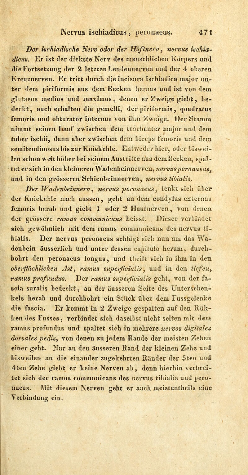 Der ischiadische Nerv oder der Uüftnerv, ne7'vu^ ischia- dicus. Er ist der dickste Nerv des lueuschlichen Körpers und die Fortsetzung der 2 letzten Lendennerven und der 4 obsrea Kreuznerven. Er tritt durch die incisura ischiadica major un- ter dem piriformis aus dem Becken heraus und ist von dem glutaeus medius und maximus, denen er Zweige giel)t, be- deckt , auch erhalten die gemelli, der piriformis, quadratus femoris und obturator internus von ihm Zweige. Der Stamm nimmt seinen Lauf zwischen dem trochanter major und dem tuber ischii, dann aber ZAvischen dem biceps femoris und dem semitendinosus bis zur Kniekehle. Entweder hier, oder biswei- len schon weit höher bei seinem Austritte aus demBeeken, spal- tet er sich in den kleineren Wadenbeinnerven, nervusperonaeuSj und in den grösseren Schienbeinnerven, nervus tihialis. Der Wadenbeinnerv, 7iervzcs peronaeiis, lenkt sich über der Kniekehle nach aussen, geht an dem condjlus externus femoris herab und giebt 1 oder 2 Hautnerven, von denen der grössere rimius communicans heisst. Dieser verbindet sich gewöhnlich mit dem ramus communicans des nervus ti- hialis. Der nervus peronaeus schlägt sich nun um das Wa- denbein äusserlich und unter dessen capitulo herum, durch- bohrt den peronaeus longus, und theilt sich in ihm in dea oberfläcJilichen Ast, ramus superficialis^ und in den iiefeuj ramus profundus. Der ramus supeificialis geht, von der fa- scia suralis bedeckt, an der äusseren Seite des Unterschen- kels herab und durchbohrt ein Stück über dem Fussgelenke die fascia. Er kommt in 2 Zweige gespalten auf den Rük- ken des Fusses, A'erbindet sich daselbst nicht selten mit dem ramus profundus und spaltet sich in mehrere nejt'os digitales dorsales pedis, von denen zu jedem Rande der meisten Zehen einer geht. Nur an den äusseren Rand der kleinen Zehe und bisweilen an die einander zugekehrten Ränder der 5ten und 4ten Zehe giebt er keine Nerven ab, denn hierhin verbrei- tet sich der ramus conimunicans des nervus tibiaiis und pero- naeus. Mit diesem Nerven geht er auch meistentheils eine Verbindung ein.