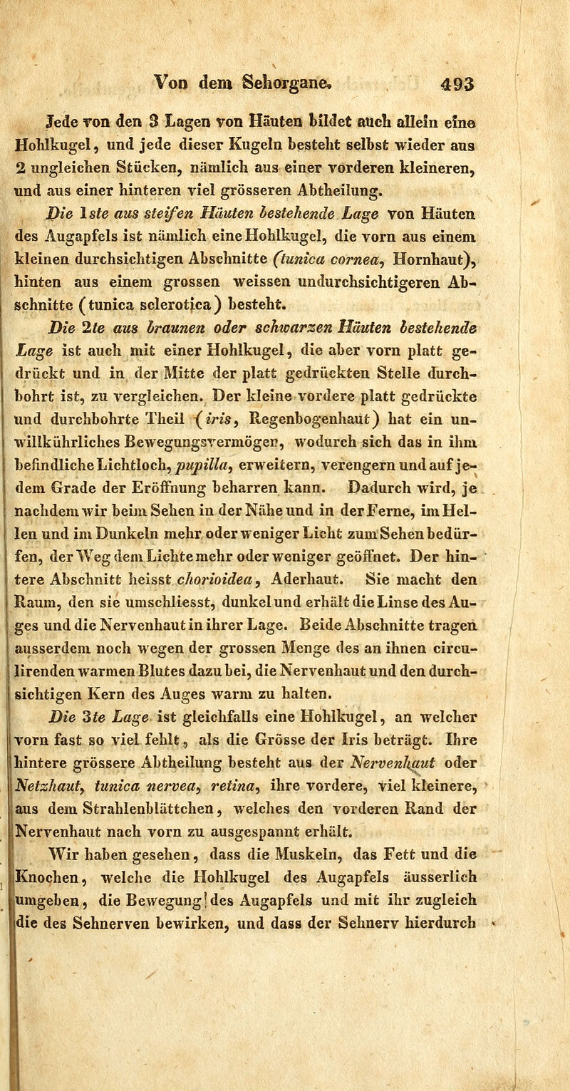 Jede von den 3 Lagen von Häuten bildet auch allefn eine Hohlkugel, und jede dieser Kugeln besteht selbst wieder aus 2 ungleichen Stücken, nämlich aus einer vorderen kleineren, und aus einer hinteren viel grösseren Abtheilung. i)?6 Iste aus steifen Häuten bestehende Lage von Häuten des Augapfels ist nänilich eine Hohlkugel, die vorn aus einem kleinen durchsichtigen Abschnitte (tunica Cornea^ Hornhaut), hinten aus einem grossen weissen undurchsichtigeren Ab- schnitte (tunica sclerotica) besteht. Die 2te aus hraunen oder schioarzen Häuten bestehende Lage ist auch mit einer Hohlkugel, die aber vorn platt ge- drückt und in der Mitte der platt gedrückten Stelle durch- bohrt ist, zu vergleichen. Der kleine vordere platt gedrückte und durchbohrte Theil {^iris, Regenbogenhaut) hat ein un- willkührliches Bewegungsrermögep, wodurch sich das in ihm befindliche Lichtloch,/JMj0^7/«, erweitern, verengern und auf je- dem Grade der Eröffnung beharren kann. Dadurch wird, je nachdem wir beim Sehen in der Nähe und in der Ferne, im Hel- len und im Dunkeln mehr oder weniger Licht zum Sehen bedür- fen, der Weg dem Lichte mehr oder weniger geöifnet. Der hin- tere Abschnitt heisst chorioidea, Aderhaut. Sie macht den Raum, den sie umschliesst, dunkel und erhält die Linse des Au- ges und die Nervenhaut in ihrer Lage. B eide Abschnitte tragen ausserdem noch wegen der grossen Menge des an ihnen circu- lirenden warmen Blutes dazu bei, üe Nervenhaut und den durch- sichtigen Kern des Auges warm zu halten. Die 3fe Lage ist gleichfalls eine Hohlkugel, an welcher Ivorn fast so viel fehlt, als die Grösse der Iris beträgt. Ihre hintere grössere Abtheilung besteht aus der Nei'venliaut oder Netzhauty tunica nervea, retina, ihre vordere, viel kleinere, aus dem Strahlenblättchen, welches den vorderen Rand der Nervenhaut nach vorn zu ausgespannt erhält. Wir haben gesehen, dass die Muskeln, das Fett und die Knochen, welche die Hohlkugel des Augapfels äusserlich Umgeben, die Bewegung!des Augapfels und mit ihr zugleich die des Sehnerven bewirken, und dass der Sehnerv hierdurch