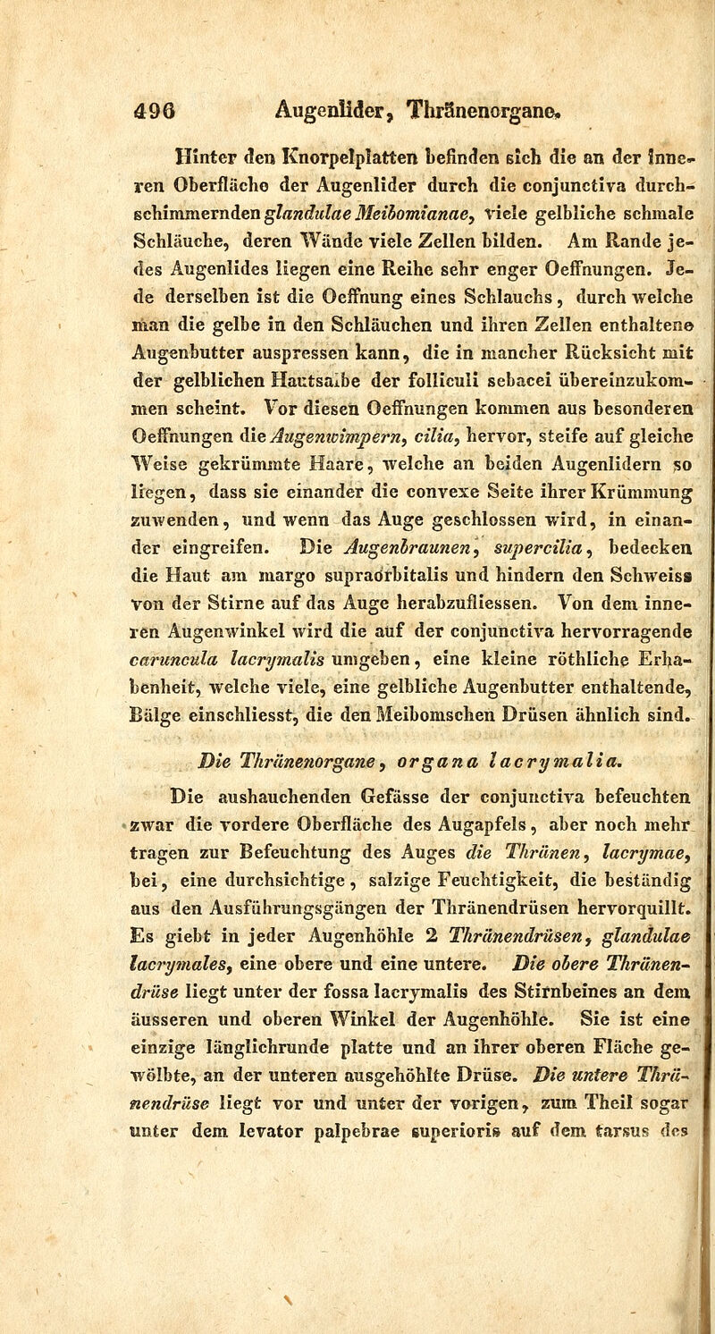 Hinter den Knorpelplatten befinden sich die an der Inne- ren Oberfläche der Augenlider durch die conjunctiva durch- schimmernden g?aw(f?f?0e J/ße^ow/ßwae, viele gelbliche schmale Schläuche, deren Wände viele Zellen bilden. Am Rande je- des Augenlides liegen eine Reihe sehr enger Oeffnungen. Je- de derselben ist die Oeifnung eines Schlauchs, durch welche man die gelbe in den Schläuchen und ihren Zellen enthalten© Augenbutter auspressen kann, die in mancher Rücksicht mit der gelblichen Hautsaibe der folliculi sebacei übereinzukom- men scheint. Vor diesen Oeffnungen kommen aus besonderen Oeffnungen die Augemmtnpern, cilia, hervor, steife auf gleiche Weise gekrümmte Haare, welche an beiden Augenlidern so liegen, dass sie einander die convexe Seite ihrer Krümmung zuwenden, und wenn das Auge geschlossen wird, in einan- der eingreifen. Die Augenbraunen, supercilia, bedecken die Haut am margo supraörbitalis und hindern den Schweisa von der Stirne auf das Auge herabzufliessen. Von dem inne- ren Augenwinkel wird die auf der conjunctiva hervorragende caruncula lacrymalis umgeben, eine kleine röthliche Erha- benheit, welche viele, eine gelbliche Augenbutter enthaltende. Bälge einschliesst, die den Meibomschen Drüsen ähnlich sind. Die Thränejiorgane, Organa lacrymalia. Die aushauchenden Gefässe der conjunctiva befeuchten • zwar die vordere Oberfläche des Augapfels, aber noch mehr tragen zur Befeuchtung des Auges die Thränen, lacrymae, bei, eine durchsichtige , salzige Feuchtigkeit, die beständig aus den Ausführungsgängen der Thränendrüsen hervorquillt. Es giebt in jeder Augenhöhle 2 Thränendrüsen^ glandulae lacrytnaleSf eine obere und eine untere. Die ohere Thränen- drüse liegt unter der fossa lacrjmalis des Stirnbeines an dem äusseren und oberen Winkel der Augenhöhle. Sie ist eine einzige länglichrunde platte und an ihrer oberen Fläche ge- wölbte, an der unteren ausgehöhlte Drüse. Die untere Thrä~ nendrüse liegt vor und unter der vorigen, zum Theil sogar unter dem levator palpebrae superioris auf dem tarsus des