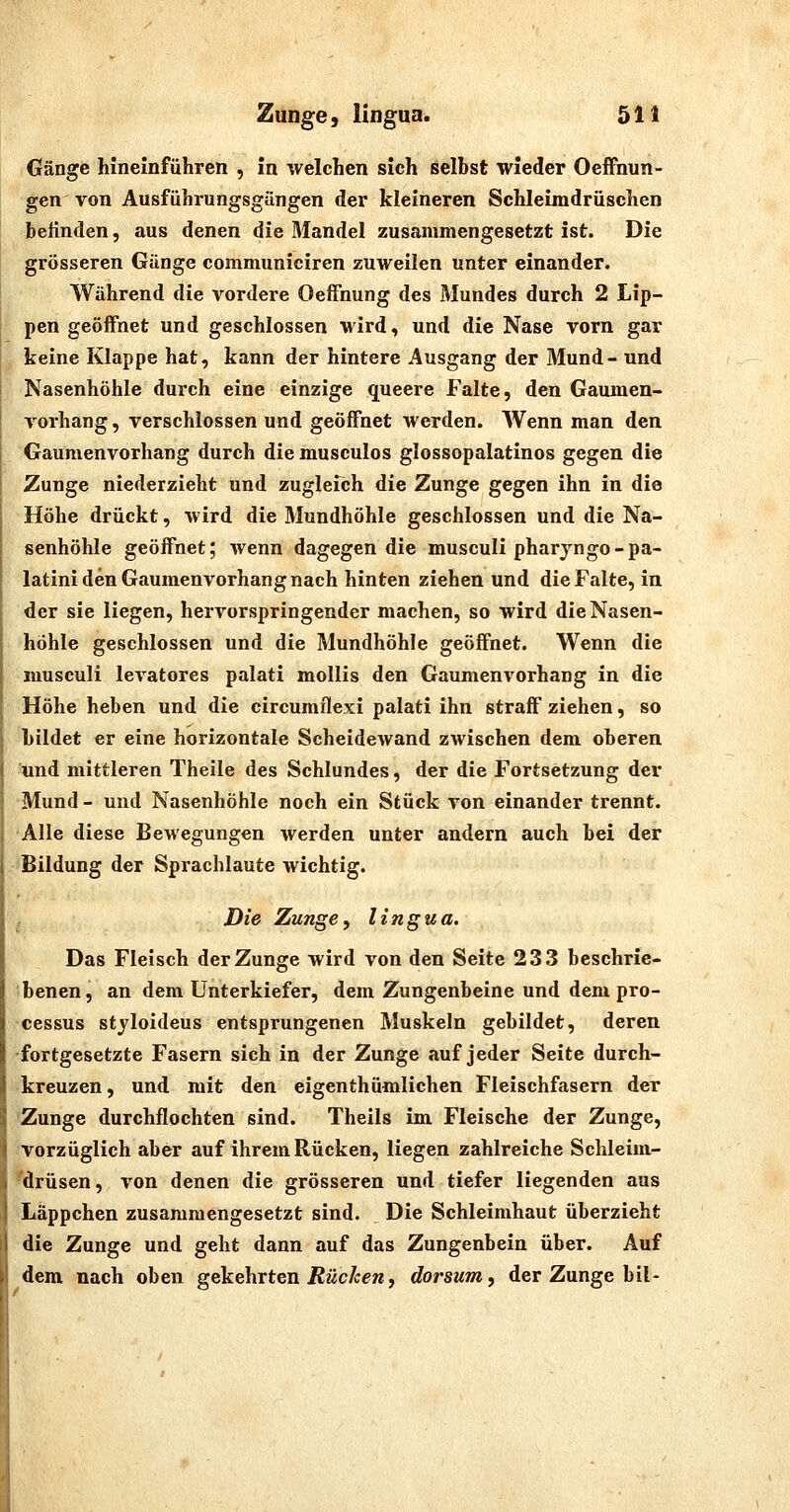 Gänge hineinführen , in welchen sich selbst wieder Oeffnun- gen von Ausführungsgüngen der kleineren Schleimdrüschen belinden, aus denen die Mandel zusammengesetzt ist. Die grösseren Gänge communiciren zuweilen unter einander. Während die vordere OefFnung des Mundes durch 2 Lip- pen geöffnet und geschlossen wird, und die Nase vorn gar keine Klappe hat, kann der hintere Ausgang der Mund- und Nasenhöhle durch eine einzige queere Falte, den Gaumen- vorhang , verschlossen und geöffnet werden. Wenn man den Gaumenvorhang durch die musculos glossopalatinos gegen die Zunge niederzieht und zugletch die Zunge gegen ihn in die Höhe drückt, wird die Mundhöhle geschlossen und die Na- senhöhle geöffnet; wenn dagegen die musculi pharjngo-pa- latini den Gaumenvorhang nach hinten ziehen und die Falte, in der sie liegen, hervorspringender machen, so wird die Nasen- höhle geschlossen und die Mundhöhle geöffnet. Wenn die musculi levatores palati mollis den Gaumenvorhang in die Höhe heben und die circumflexi palati ihn straff ziehen, so bildet er eine horizontale Scheidewand zwischen dem oberen und mittleren Theile des Schlundes, der die Fortsetzung der Mund - und Nasenhöhle noch ein Stück von einander trennt. Alle diese Bewegungen werden unter andern auch bei der Bildung der Sprachlaute wichtig. Die Zunge, lingua. Das Fleisch der Zunge wird von den Seite 233 beschrie- benen, an dem Unterkiefer, dem Zungenbeine und dem Pro- cessus styloideus entsprungenen Muskeln gebildet, deren •fortgesetzte Fasern sich in der Zunge auf jeder Seite durch- kreuzen, und mit den eigenthümlichen Fleischfasern der Zunge durchflochten sind. Theils im Fleische der Zunge, vorzüglich aber auf ihrem Rücken, liegen zahlreiche Schleim- ^drüsen, von denen die grösseren und tiefer liegenden aus Läppchen zusammengesetzt sind. Die Schleimhaut überzieht die Zunge und geht dann auf das Zungenbein über. Auf dem nach oben gekehrten iJwc/cew, dorsum, der Zunge bil-