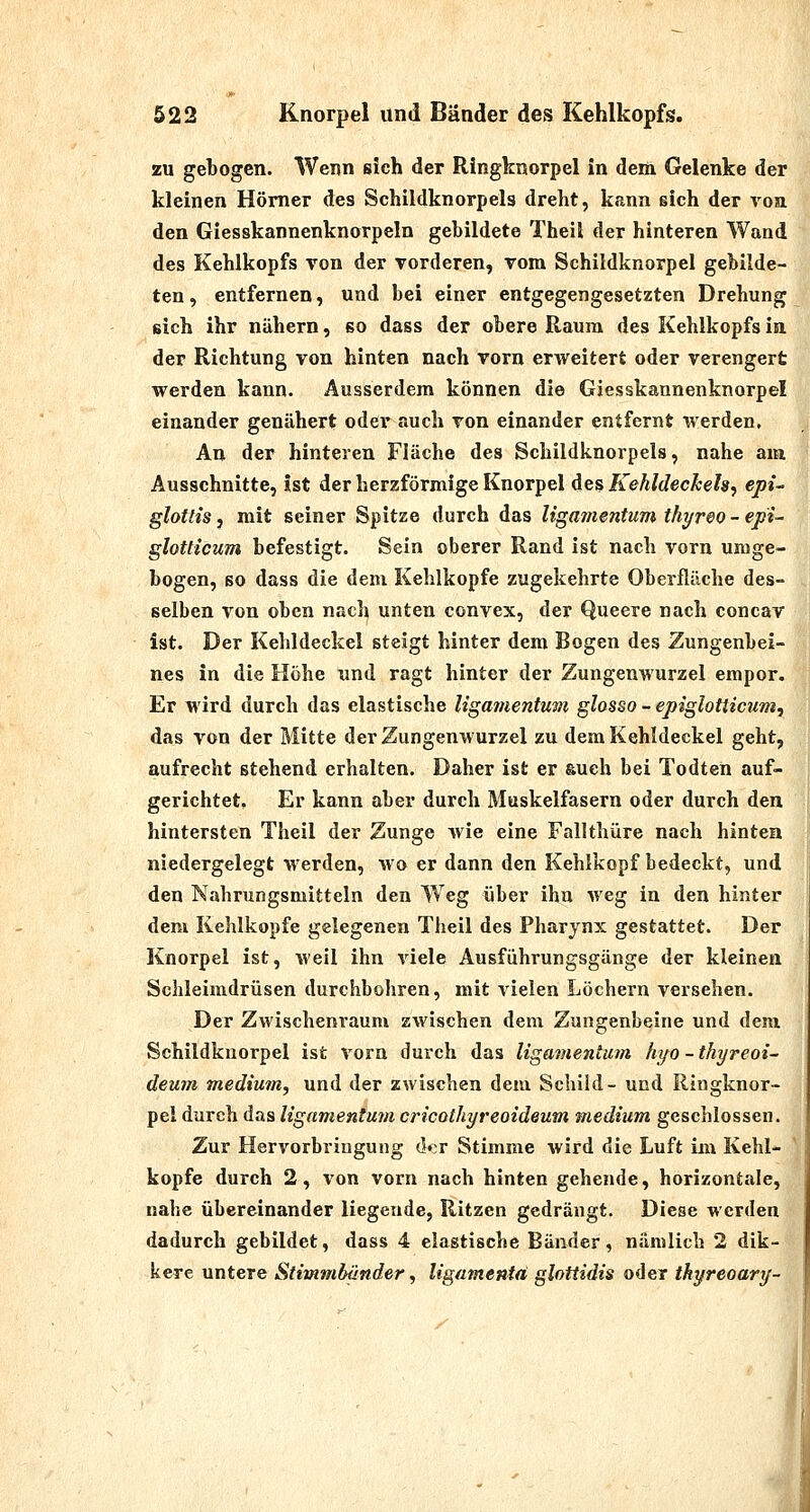 zu gebogen. Wenn sich der Ringknorpel in dem Gelenke der kleinen Homer des Schildknorpels dreht, kann sich der voa den Giesskannenknorpeln gebildete Theil der hinteren Wand des Kehlkopfs von der Torderen, vom Schildknorpel gebilde- ten , entfernen, und bei einer entgegengesetzten Drehung sich ihr nähern, so dass der obere Raum des Kehlkopfs in der Richtung von hinten nach vorn erweitert oder verengert werden kann. Ausserdem können die Giesskannenknorpel einander genähert oder auch von einander entfernt \verden. An der hinteren Fläche des Schildknorpels, nahe am Ausschnitte, ist der herzförmige Knorpel des Kehldeckels, epi- glottis, mit seiner Spitze durch das Ugamentum thyreo - epi- glotticum befestigt. Sein oberer Rand ist nach vorn umge- bogen, so dass die dem Kehlkopfe zugekehrte Oberfläche des- selben von oben nach unten convex, der Queere nach concav ist. Der Kehldeckel steigt hinter dem Bogen des Zungenbei- nes in die Höhe und ragt hinter der Zungenwurzel empor. Er wird durch das elastische Ugamentum glosso - epiglotticum, das von der Mitte der Zungenwurzel zu dem Kehldeckel geht, aufrecht stehend erhalten. Daher ist er sueh bei Todten auf- gerichtet. Er kann aber durch Muskelfasern oder durch den hintersten Theil der Zunge wie eine Fallthüre nach hinten niedergelegt werden, wo er dann den Kehlkopf bedeckt, und den Nahrungsmitteln den Weg über ihn weg in den hinter dem Kehlkopfe gelegenen Theil des Pharynx gestattet. Der Knorpel ist, weil ihn viele Ausführungsgäuge der kleinen Schleimdrüsen durchbohren, mit vielen Löchern versehen. Der Zwischenraum zwischen dem Zungenbeine und dem Schildknorpel ist vorn durch das Ugamentum hyo - thyreoi- deum medium, und der zwischen dem Schild- und Ringknor- pel durch das Ugamentum cricothyreoideum medium geschlossen. Zur Hervorbringung (l«;r Stimme wird die Luft im Kehl- kopfe durch 2, von vorn nach hinten gehende, horizontale, nahe übereinander liegende, Ritzen gedrängt. Diese werden dadurch gebildet, dass 4 elastische Bänder, nämlich 2 dik- kere untere Stimmbänder, Ugamentä glotiidis oder thyreoary-