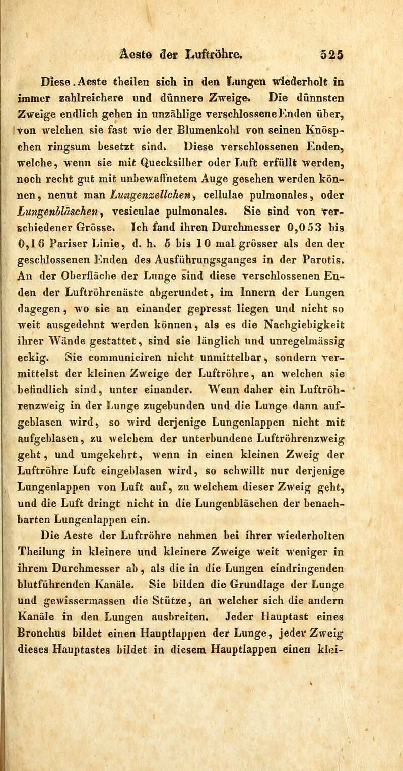 AestQ äet Luftröhre. S25 Diese = Aeste theilen sich in den Lungen wiederholt in immer zahlreichere und dünnere Zweige. Die dünnsten Zweige endlich gehen in unzählige verschlossene Enden über, von welchen sie fast wie der Blumenkohl von seinen Knösp- chen ringsum besetzt sind» Diese verschlossenen Enden, welche, wenn sie mit Quecksilber oder Luft erfüllt werden, noch recht gut mit unbewaffnetem Auge gesehen werden kön- nen, nennt maxi Lu^xgenzellche», cellulae pulmonales, oder Lungenbläschen^ vesiculae pulmonales. Sie sind von Ver- schiedener Grösse. Ich fand ihren Durchmesser 0,0 53 bis 0,16 Pariser Linie, d. h. 6 bis 10 mal grösser als den der geschlossenen Enden des Ausführungsganges in der Parotis. An der Oberfläche der Lunge sind diese verschlossenen En- den der Luftröhrenäste abgerundet, im Innern der Lungen dagegen, wo sie an einander gepresst liegen und nicht so weit ausgedehnt werden können, als es die Nachgiebigkeit ihrer Wände gestattet, sind sie länglich und unregelmässig eckig. Sie coramuniciren nicht unmittelbar, sondern ver- mittelst der kleinen Zweige der Luftröhre, an welchen sie befindlich sind, unter einander. Wenn daher ein Luftröh- renzweig in der Lunge zugebunden und die Lunge dann auf- geblasen wird, so wird derjenige Lungenlappen nicht mit aufgeblasen, zu welchem der unterbundene Luftröhrenzweig geht, und umgekehrt, wenn in einen kleinen Zweig der Luftröhre Luft eingeblasen wird, so schwillt nur derjenige Lungenlappen von Luft auf, zu welchem dieser Zweig geht, und die Luft dringt nicht in die Lungenbläschen der benach- barten Lungenlappen ein. Die Aeste der Luftröhre nehmen bei ihrer wiederholten Theilung in kleinere und kleinere Zweige weit weniger in ihrem Durchmesser ab, als die in die Lungen eindringenden blutführenden Kanäle. Sie bilden die Grundlage der Lunge und gewissermassen die Stütze, an welcher sich die andern Kanäle in den Lungen ausbreiten. Jeder Hauptast eines Bronchus bildet einen Hauptlappen der Lunge, jeder Zweig dieses Hauptastes bildet in diesem Hauptlappea einen klei-