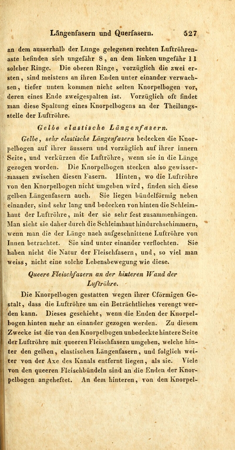 an dem ausserhalb der Lunge gelegenen rechten Luftröhren- aste befinden sich ungefähr 8 , an dem linken ungefähr 11 solcher Ringe. Die obei'en Ringe, vorzüglich die zwei er- sten , sind meistens an ihren Enden unter einander verwach- sen, tiefer unten kommen nicht selten Knorpelbogen vor, deren eines Ende zweigespalten ist. Vorzüglich oft findet man diese Spaltung eines Knorpelbogens an der Theilungs- stelie der Luftröhre. Gelbe elastische Längenfasern, Gelbe, sehr elastische Längenfasern bedecken die Knor- pelbogen auf ihrer äussern und vorzüglich auf ihrer innern Seite, und Verkürzen die Luftröhre, wenn sie in die Länge gezogen worden. Die Knorpelbogen stecken also gewisser- -massen zwischen diesen Fasern. Hinten, wo die Luftröhre von den Knorpelbogen nicht umgeben wird, finden sich diese gelben Längenfasern auch. Sie liegen bündeiförmig neben ' einander, sind sehr lang und bedecken vonhinten die Schleim- haut der Luftröhre, mit der sie sehr fest zusammenhängen. Man sieht sie daher durch die Schleimhaut hindurchschimmern, wenn man die der Länge nach aufgeschnittene Luftröhre von Innen betrachtet. Sie sind unter einander verflochten. Sie haben nicht die Natur der Fleischfasern, und, so viel man weiss, nicht eine solche Lebensbewegung wie diese. Queere Fleischfasern an der hinteren U^and der Luftröhre. Die Knorpelbogen gestatten wegen ihrer Cförmigen Ge- stalt, das8 die Luftröhre um ein Beträchtliches verengt AVer- den kann. Dieses geschieht, wenn die Enden der Knorpel- bogen hinten mehr an einander gezogen werden. Zu diesem Zwecke ist die von den Knorpelbogen unbedeckte hintere Seite der Luftröhre mit queeren Fleischfasern umgeben, welche hin- ter den gelben, elastisclien Längenfasern, und folglich wei- ter von der Axe des Kanals entfernt liegen, als sie. Viele von den queeren Fleischbündeln sind an die Enden der Knor- pelbogen angeheftet. An dem hinteren, von den Knorpel-