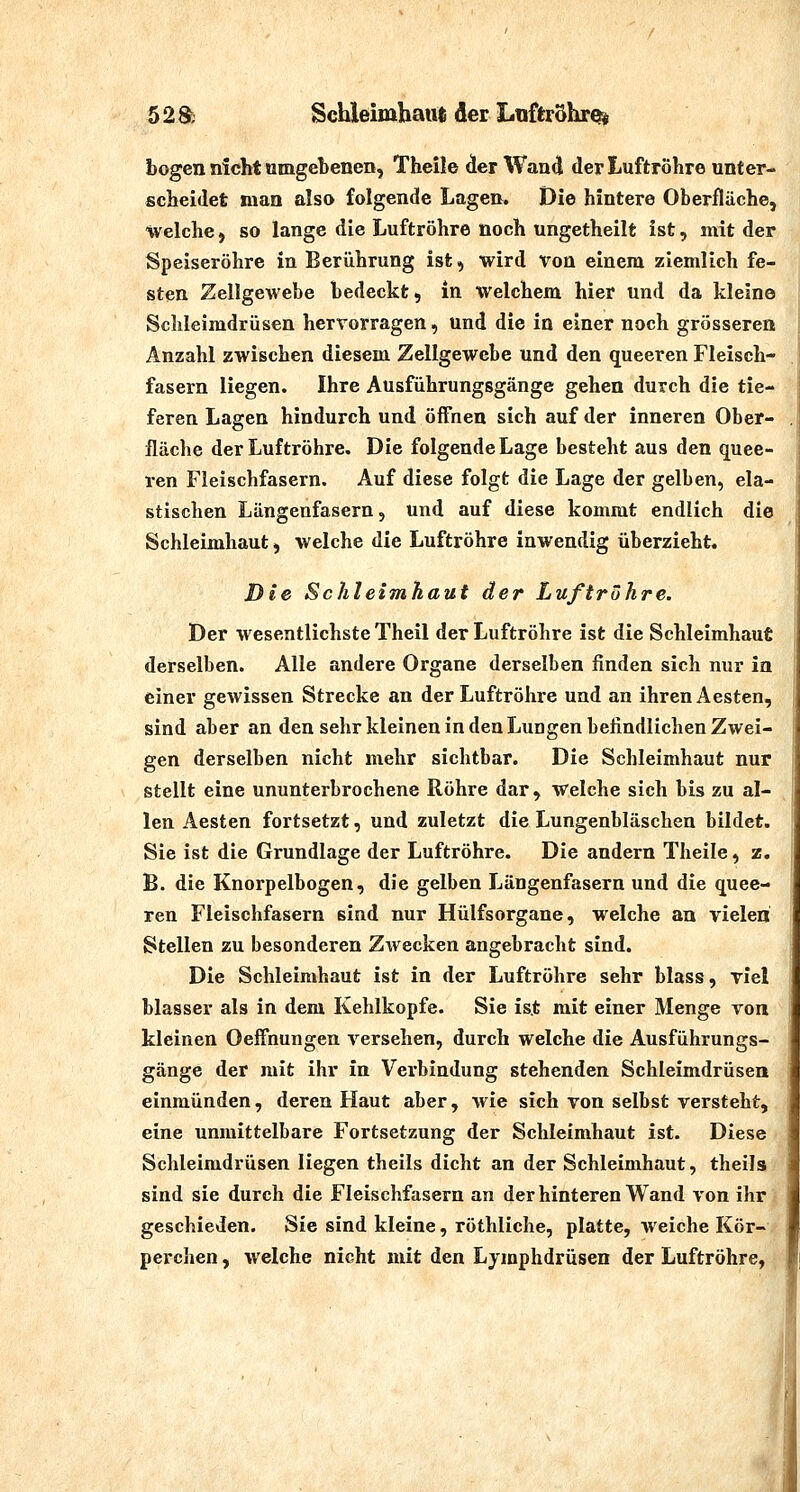 bogen nicht umgebenen, Theile der Wand der Luftröhre unter- scbeidet man also folgende Lagen. Die hintere Oberfläche, welche, so lange die Luftröhre noch ungetheilt ist, mit der Speiseröhre in Berührung ist, wird von einem ziemlich fe- sten Zellgewebe bedeckt, in welchem hier und da kleine Schleimdrüsen hervorragen, und die in einer noch grösseren Anzahl zwischen diesem Zellgewebe und den queeren Fleisch- fasern liegen. Ihre Ausführungsgänge gehen durch die tie- feren Lagen hindurch und öffnen sich auf der inneren Ober- fläche der Luftröhre. Die folgende Lage besteht aus den quee- ren Fleischfasern. Auf diese folgt die Lage der gelben, ela- stischen Längenfasern 5 und auf diese kommt endlich die Schleimhaut, welche die Luftröhre inwendig überzieht. Die Schleimhaut der Luftröhre. Der wesentlichste Theil der Luftröhre ist die Schleimhaut derselben. Alle andere Organe derselben finden sich nur in einer gewissen Strecke an der Luftröhre und an ihren Äesten, sind aber an den sehr kleinen in den Lungen befindlichen Zwei- gen derselben nicht mehr sichtbar. Die Schleimhaut nur stellt eine ununterbrochene Röhre dar, Welche sich bis zu al- len Aesten fortsetzt, und zuletzt die Lungenbläschen bildet. Sie ist die Grundlage der Luftröhre. Die andern Theile, z. B. die Knorpelbogen, die gelben Längenfasern und die quee- ren Fleischfasern sind nur Hülfsorgane, welche an vielen Stellen zu besonderen Zwecken angebracht sind. Die Schleimhaut ist in der Luftröhre sehr blass, viel blasser als in dem Kehlkopfe. Sie is.t mit einer Menge von kleinen OeiFnungen versehen, durch welche die Ausführungs- gänge der mit ihr in Verbindung stehenden Schleimdrüsen einmünden, deren Haut aber, wie sich von selbst versteht, eine unmittelbare Fortsetzung der Schleimhaut ist. Diese Schleimdrüsen liegen theils dicht an der Schleimhaut, theils sind sie durch die Fleischfasern an der hinteren Wand von ihr geschieden. Sie sind kleine, röthliche, platte, weiche Kör- perclien, welche nicht mit den Lymphdrüsen der Luftröhre,