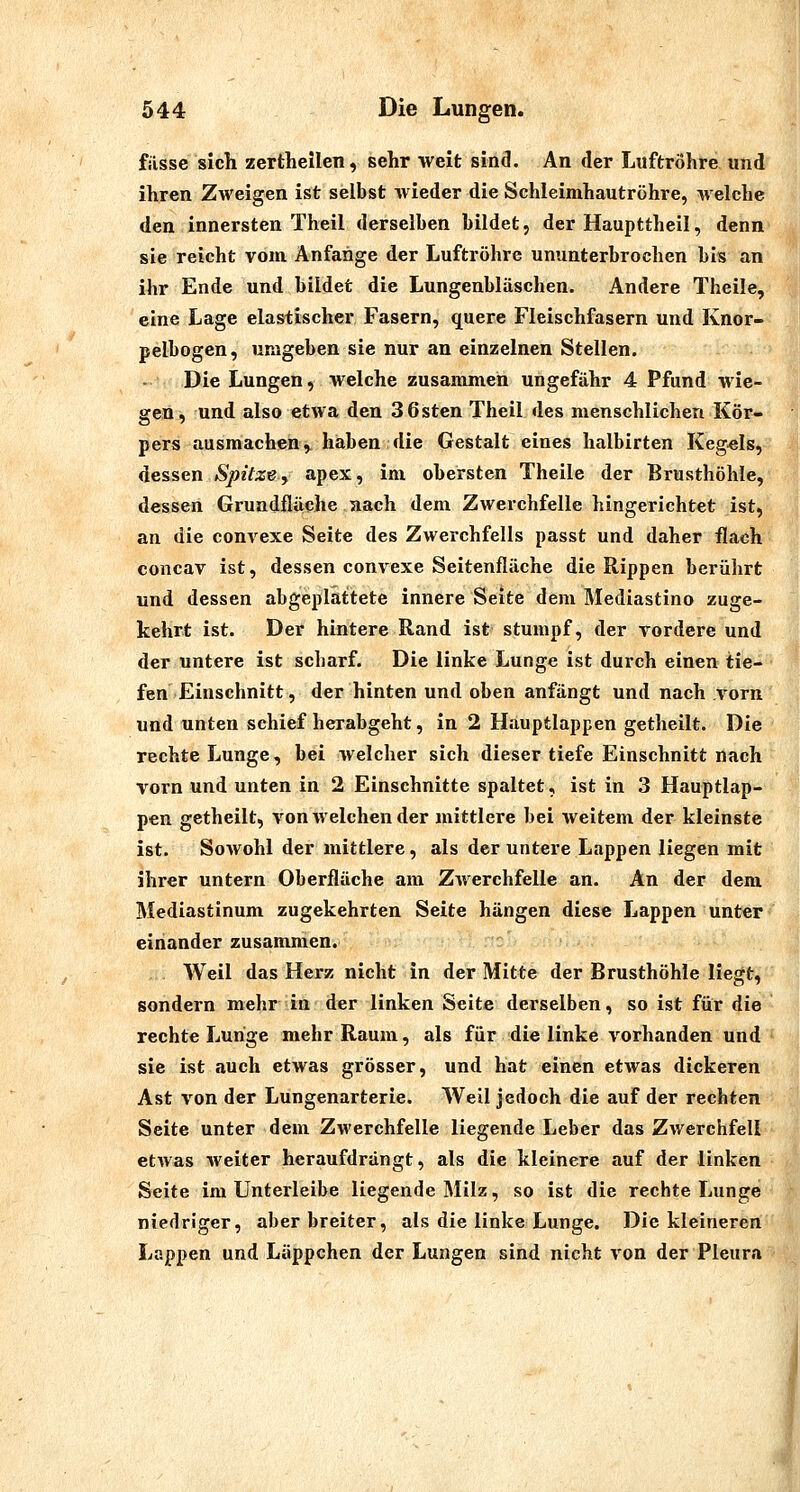 filsse sich zertheilen, sehr weit sind. An der Luftröhre und ihren Zweigen ist selbst wieder die Schleimhautröhre, welche den innersten Theil derselben bildet, der Haupttheil, denn sie reicht vom Anfange der Luftröhre ununterbrochen bis an ihr Ende und bildet die Lungenbläschen. Andere Theile, eine Lage elastischer Fasern, quere Fleischfasern und Knor- pelbogen, umgeben sie nur an einzelnen Stellen. Die Lungen, welche zusammen ungefähr 4 Pfund wie- gen, und also etwa den 3Osten Theil des menschlichen Kör- pers ausmachen ,^ haben die Gestalt eines halbirten Keg-els, dessen Spitze y apex, im obersten Theile der Brusthöhle, dessen Grundfläche nach dem Zwerchfelle hingerichtet ist, an die convexe Seite des Zwerchfells passt und daher flach concav ist, dessen convexe Seitenfläche die Rippen berührt und dessen abgeplattete innere Seite dem Mediastino zuge- kehrt ist. Der hintere Rand ist stumpf, der vordere und der untere ist scharf. Die linke Lunge ist durch einen tie- fen Einschnitt, der hinten und oben anfängt und nach vorn und unten schief herabgeht, in 2 Hauptlappen getheilt. Die rechte Lunge, bei welcher sich dieser tiefe Einschnitt nach vorn und unten in 2 Einschnitte spaltet, ist in 3 Hauptlap- pen getheilt, von welchen der mittlere bei weitem der kleinste ist. Sowohl der mittlere, als der untere Lappen liegen mit ihrer untern Oberfläche am Zwerchfelle an. An der dem Mediastinum zugekehrten Seite hängen diese Lappen unter einander zusammen. Weil das Herz nicht in der Mitte der Brusthöhle liegt, sondern mehr in der linken Seite derselben, so ist für ^\e rechte Lunge mehr Raum, als für die linke vorhanden und sie ist auch etwas grösser, und hat einen etwas dickeren Ast von der Lungenarterie. Weil jedoch die auf der rechten Seite unter dem ZM'erchfelle liegende Leber das Zwerchfell etwas weiter heraufdrängt, als die kleinere auf der linken Seite im Unterleibe liegende Milz, so ist die rechte Lunge niedriger, aber breiter, als die linke Lunge. Die kleineren Lappen und Läppchen der Lungen sind nicht von der Pleura
