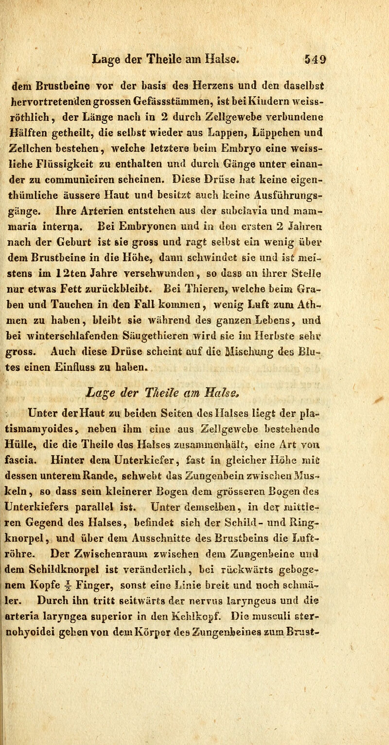 dem Brustbeine vor der basis des Herzens und den daselbst hervortretenden grossen Gefässstäramen, ist bei Kindern weiss- röthlich, der Länge nach in 2 durch Zellgewebe verbundene Hälften getheilt, die selbst wieder aus Lappen, Läppchen und Zellchen bestehen, welche letztere beim Embryo eine weiss- liche Flüssigkeit zu enthalten und durch Gänge unter einan- der zu communicircn scheinen. Diese Drüse hat keine eigen- thümliche äussere Haut und besitzt auch keine Ausführungs- günge. Ihre Arterien entstehen aus der subclavia und mam- maria interna. Bei Embryonen und in den ersten 2 Jaliren nach der Geburt ist sie gross und ragt selbst ein wenig über dem Brustbeine in die Höhe, dann schwindet sie und ist mei- stens im 12ten Jahre versehwunden, so dass an ihrer Stelle nur etwas Fett zurückbleibt. Bei Thiercn, welche beim Gra- ben und Tauchen in den Fall kommen, wenig Luft zum Ath- men zu haben, bleibt sie während des ganzen Lebens, und bei Avinterschlafenden Säugethieren wird sie im Herbste sehr gross. Auch diese Drüse scheint auf die Mischu^ng des Blu- tes einen Einfluss zu haben. La^e der Theile am Halss, Unter der Haut zu beiden Selten des Halses liegt der pla- tismamyoides,. neben ihm eine aus Zellgewebe bestehende Hülle, die die Theile des Halses zusammenhält, eine Art von fascia. Hinter dem Unterkiefer, fast in gleicher H^öhe mit dessen unterem Rande, sehwebt das Zungenbein zwischen Mus- keln, so dass sein kleinerer Bogen dem grösseren Bogendes Unterkiefers parallel ist. Unter demselben, in der mittle- ren Gegend des Halses, befindet sich der Schild- und Ring- knorpel , und über dem Ausschnitte des Brustbeins die Luft- röhre. Der Zwischenraum zwischen dem Zungenbeine und dem Schildknorpel ist veränderlich, bei räckv/ärts geboge- nem Kopfe i Finger, sonst eine Linie breit und noch schmä- ler. Durch ihn tritt seitwärts der nervus laryngcus und die arteria laryngea superior in den Kehlkopf. Die musculi ster- nohyoidei gehen von dem Körper des Zungenbeines zum Brjst-