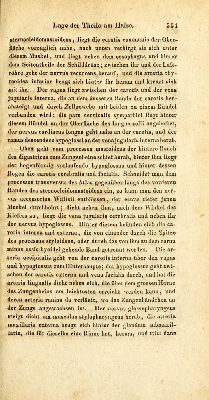 sternocleidomastcideus, liegt die carotis communis der Ober- fläche vorzüglich uahe, nach unten verbirgt sie sich unter diesem Muskel, und liegt neben dem Oesophagus und hinter dem Seifcentheile der Schilddrüse; zwischen ihr und der Luft- röhre geht der nervus recurrens herauf, und die arteria thy- reoidea inferior beugt sich hinter ihr heruüi und kreuzt sich mit ihr. Der vagus liegt zwischen der carotis und der vena jugularis interna, die an dem äusseren Rande der carotis her- absteigt und durch ZellgeAvebe mit beiden zu einem Bündel verbunden wird; die pars cervicalis sympathici liegt hinter diesem Bündel an der Oberfläche des longus colli angeheftet, der nervus cardiacus longus geht nahe an der carotis, und der ramus descendens hjpoglossi an der vena j ugularis interna herab. Oben geht vom processus mastoideus der hintere Bauch des digastricus zum Zungenbeine schief herab, hinter ihm liegt der bogenförmig verlaufende hypoglossua und hinter dessen jBogen die carotis cerebralis und facialis. Schneidet man dem Processus transversus des Atlas gegenüber längs des vorderen Randes des sternocieidomastoideus ein, so kann man den ner- vus accessorius Willisii entblössen, der etwas tiefer jenen Muskel durchbohrt; dicht neben ihm, nach dem Winkel des Kiefers zu, liegt die vena jugularis cerebralis und neben ihr der nervus hypoglossus. Hinter diesem belinden sich die ca- rotis interna und externa, die von einander durch die Spitze des Processus styloldeus, oder dureh das von ihm au dem coruu minus ossis hyoidei gehende Band getrennt werden. Die ar- teria occipitalis geht von der carotis interna über den vagus und hypoglossus zum Hinterhaupte; der hypoglossus geht zwi- schen der carotis externa und vena facialis durch, und hat die arteria lingualis dicht neben sich, die über dem grossen Herne des Zungenbeins am leichtesten erreicht werden kann, und deren arteria ranina da verläuft, wo das Zungcnbändchea an der Zunge angewachsen ist. Der nervus glossopharyngeus Bteigt dicht am musculus stylopharyngeus hcve-b, die arteria maxillaris externa beugt sich hinter der glandula subniaxil- laris, die für dieselbe eine Rinne hat, herum, und tritt dann