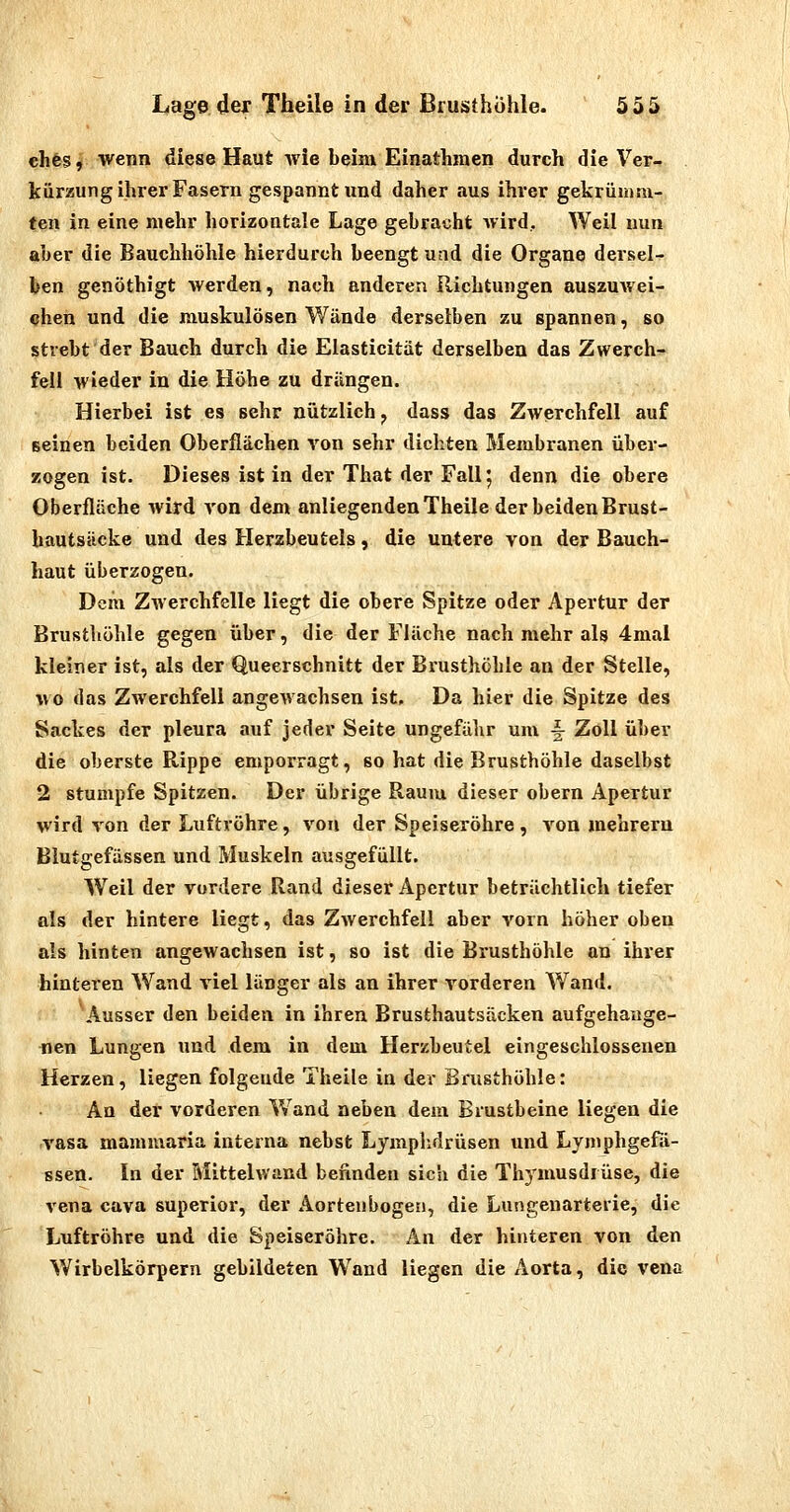 ehes, wenn diese Haut wie beim Einathmen durch die Ver- kürzung ihrer Fasern gespannt und daher aus ihrer gekrümm- ten in eine mehr horizontale Lage gebracht Avird, Weil nun aber die Bauchhöhle hierdurch beengt und die Organe dersel- l»en genöthigt werden, nach anderen Richtungen auszuwei- chen und die muskulösen Wände derselben zu spannen, so strebt der Bauch durch die Eiasticität derselben das Zwerch- fell wieder in die Höhe zu drängen. Hierbei ist es sehr nützlich ^ dass das Zwerchfell auf seinen beiden Oberflächen von sehr dichten Membranen über- zogen ist. Dieses ist in der That der Fallf denn die obere Oberfläche wird von dem anliegenden Theile der beiden Brust- hautsäcke und des Herzbeutels, die untere von der Bauch- haut überzogen. Dem Zwerchfelle liegt die obere Spitze oder Apertur der Brusthöhle gegen über, die der Fläche nach mehr als 4mal kleiner ist, als der Queerschnitt der Brusthöhle an der Stelle, wo das Zwerchfell angewachsen ist. Da hier die Spitze des Sackes der pleura auf jeder Seite ungefähr um -| Zoll über die oberste Rippe emporragt, so hat die Brusthöhle daselbst 2 stumpfe Spitzen. Der übrige Raum dieser obern Apertur wird von der Luftröhre, von der Speiseröhre, von mehreru Blutgefässen und Muskeln ausgefüllt. Weil der vordere Rand dieser Apertur beträchtlich tiefer als der hintere liegt, das Zwerchfell aber vorn höher oben als hinten angewachsen ist, so ist die Brusthöhle an ihrer hinteren Wand viel länger als an ihrer vorderen W^and. Ausser den beiden in ihren Brusthautsäcken aufgehange- nen Lungen und dem in dem Herzbeutel eingeschlossenen Herzen , liegen folgende Theile in der Brusthöhle: An der vorderen W^and neben dem Brustbeine liegen die -vasa mammaria interna nebst Lymplidrüsen und Lymphgefä- ssen. In der Mittehvand befinden sich die Thymusdrüse, die vena cava superior, der Aortenbogen, die Lungenarterie, die Luftröhre und die Speiseröhre. An der hinteren von den Wirbelkörpern gebildeten Wand liegen die Aorta, die vena