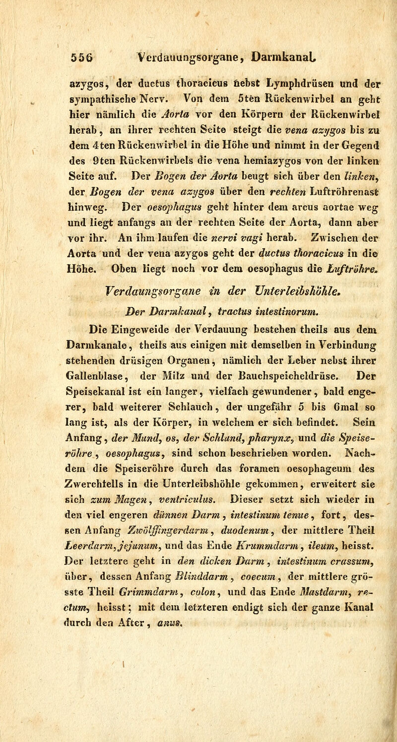 azygos, der ductus tlioracicus fiebst Lymphdrüsen und der sympathische Nerv. Von dem 5tfen Rückenwirbel an geht hier nämlich die Aorta vor den Körpern der Rückenwirbel herab, an ihrer rechten Seite steigt die vena azygos bis zu dem 4ten Rückenwirbel in die Höhe und nimmt in der Gegend des 9ten Rückenwirbels die yena hemiazygos von der linken Seite auf. Der Bogen dvr Aorta beugt sich über den linken, der Bogen der vena azygos über den rechten Luftröhrenast hinweg. Der Oesophagus geht hinter dem arcus aortae weg und liegt anfangs an der rechten Seite der Aorta, dann aber vor ihr. An ihm laufen die nervi vagi herab. Zwischen der Aorta und der vena azygos geht der ductus thoracicus in die Höhe. Oben liegt noch vor dem Oesophagus die Luftröhre. Verdaung^orgmie in der Vnterleibshohle. 3er Darjnhanal, tractus intestinorum. Die Eingeweide der Verdauung bestehen theils aus dem Darmkanale, theils aus einigen mit demselben in Verbindung stehenden drüsigen Organen, nämlich der Leber nebst ihrer Gallenblase, der Milz und der Bauchspeicheldrüse. Der Speisekanal ist ein langer, vielfach gewundener, bald enge- rer, bald weiterer Schlauch, der ungefähr 5 bis Gmal so lang ist, als der Körper, in welchem er sich befindet. Sein Anfang, der Mund, os, der Schlund, pharynx, und die Speise- rühre , Oesophagus, sind schon beschrieben worden. Nach- dem die Speiseröhre durch das foramen oesophageum des Zwerchtells in die Unterleibshöhle gekommen, erweitert sie sich zum Magen, ventriculus. Dieser setzt sich wieder in den viel engeren dünnen Darm , intestinum tenue, fort, des- sen Anfang Zwölffingerdarm, duodenum, der mittlere Theil Leerdarm, jejunum, und das Ende Krummdarm, ileum, heisst. Der letztere geht in den dicken Darm, intestinum crassum, über, dessen Anfang Blinddarm , coecum , der mittlere grö- sste Theil Grimmdarm, colon, und das Ende Mastdarm, re- ctum, heisst; mit dem letzteren endigt sich der ganze Kanal durch den After, anu». 7*4