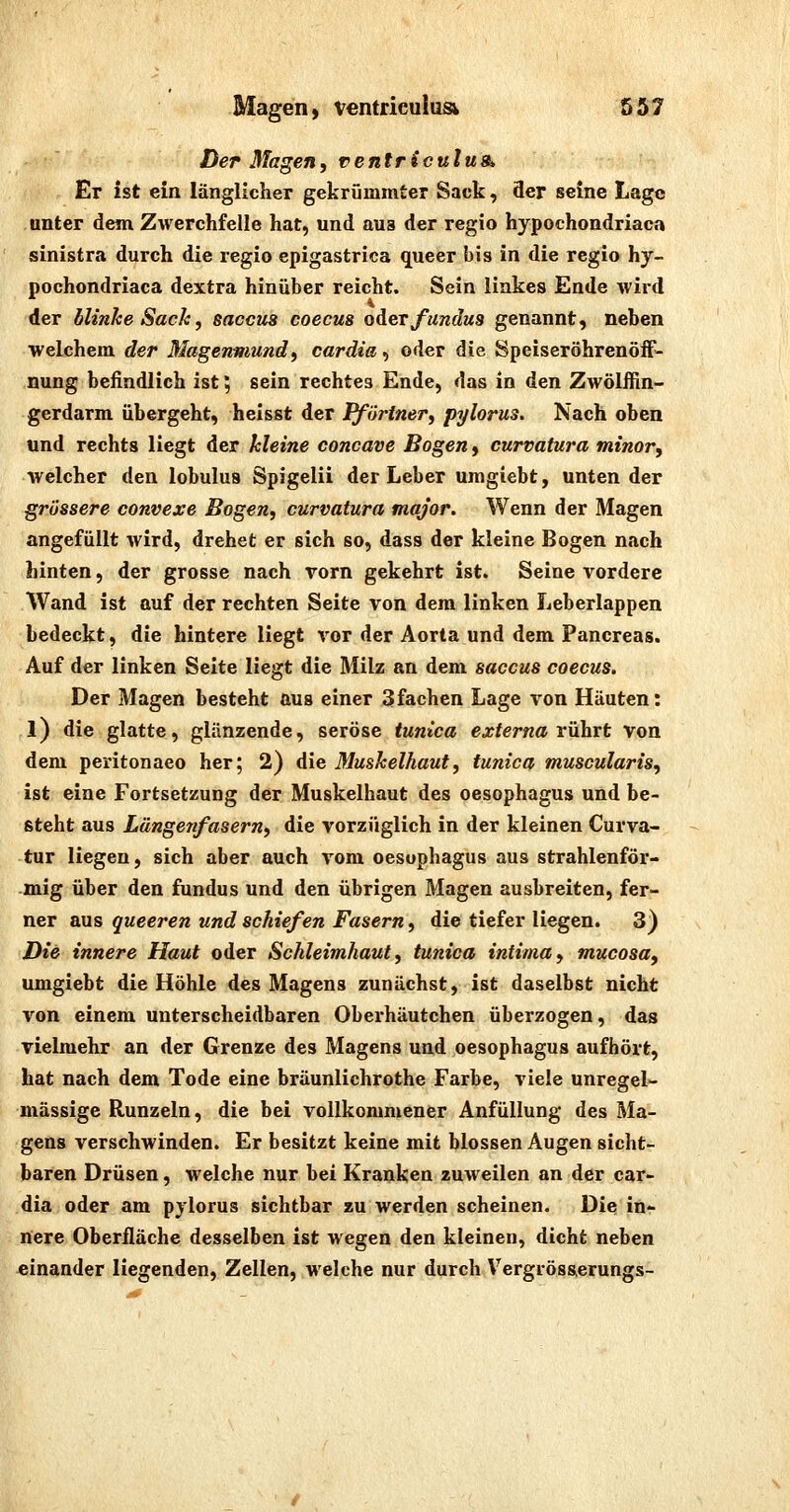 Der Magen, ventriculu9>, Er ist ein länglicher gekrümmter Sack, 3er seine Lage unter dem Zwerchfelle hat, und aus der regio hypochondriaca sinistra durch die regio epigastrica queer bis in die regio hy- pochondriaca dextra hinüber reicht. Sein linkes Ende wird der blinke Sack, Saccus coecus oAerfundus genannt, neben welchem der Magenmund^ cardia, oder die SpeiseröhrenöfF- nung befindlich ist; sein rechtes Ende, das in den Zwölffin- gerdarm übergeht, heisst der Pförtner^ pylorus. Nach oben und rechts liegt der kleine concave Bogen, curvatura minor, welcher den lobulus Spigelii der Leber uragiebt, unten der grössere convexe Bogen, curvatura major. Wenn der Magen angefüllt wird, drehet er sich so, dass der kleine Bogen nach hinten, der grosse nach vorn gekehrt ist. Seine vordere Wand ist auf der rechten Seite von dem linken Leberlappen bedeckt, die hintere liegt vor der Aorta und dem Pancreas. Auf der linken Seite liegt die Milz an dem Saccus coecus. Der Magen besteht aus einer 3fachen Lage von Häuten: l) die glatte, glänzende, seröse tunica externa xühvt von dem peritonaeo her; 2) die Muskelhaut, tunica muscularis, ist eine Fortsetzung der Muskelhaut des Oesophagus und be- steht aus Längejifasern, die vorzüglich in der kleinen Curva- tur liegen, sich aber auch vom Oesophagus aus strahlenför- mig über den fundus und den übrigen Magen ausbreiten, fer- ner aus queeren und schiefen Fasern, die tiefer liegen. 3) Die innere Haut oder Schleimhaut, tunica intima, mucosa, umgiebt die Höhle des Magens zunächst, ist daselbst nicht von einem unterscheidbaren Oberhäutchen überzogen, das vielmehr an der Grenze des Magens und Oesophagus aufhört, hat nach dem Tode eine bräunlichrothe Farbe, viele unregel- mässige Runzeln, die bei vollkommener Anfüllung des Ma- gens verschwinden. Er besitzt keine mit blossen Augen sicht- baren Drüsen, welche nur bei Kranken zuweilen an der car- dia oder am pjlorus sichtbar zu werden scheinen. Die in- nere Oberfläche desselben ist wegen den kleinen, dicht neben einander liegenden, Zellen, welche nur durch Vergrösserungs-