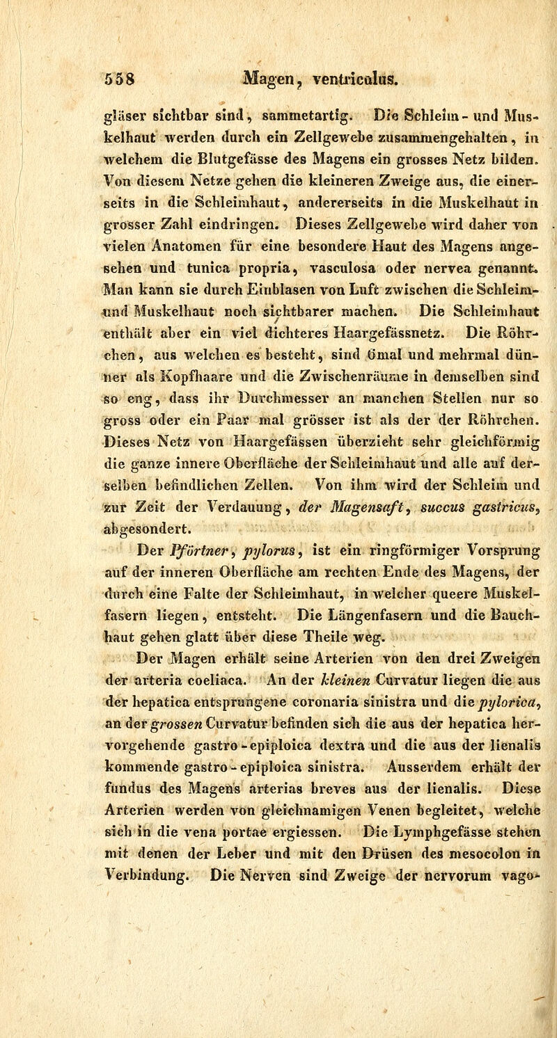 gläser sichtbar sind, sammetartig. Di« Schleim-und Mus« kelhaut werden durch ein Zellgewebe zusammengehalten, in welchem die Blutgefässe des Magens ein grosses Netz bilden. Von diesem NetKe gehen die kleineren Zweige aus, die einer^ seits in die Schleimhaut, andererseits in die Muskeihaut in grosser Zahl eindringen. Dieses Zellgewebe wird daher von vielen Anatomen für eine besondere Haut des Magens ange- sehen und tunica propria, vasculosa oder nervea genannt. Man kann sie durch Einblasen von Luft zwischen die Schleim- ■und Muskelhaut noch sichtbarer machen. Die Schleimhaut fenthillt aber ein viel dichteres Haargefässnetz. Die Röhr- chen, aus welchen es besteht, sind 6mal und mehrmal dün- ner als Kopfhaare und die Zwischenräume in demselben sind so eng, dass ihr Durchmesser an manchen Stellen nur so gross oder ein Paar mal grösser ist als der der Röhrchen. Dieses Netz von Haargefässen überzieht sehr gleicliföriiiig die ganze innere Oberfläche der Schleimhaut und alle auf der- selben befindlichen Zellen. Von ihm wird der Schleim und zur Zeit der Verdauung, der Magetisaftf succus gastricus, abgesondert. Der Pförtner, pylorus, ist ein ringförmiger Vorsprung auf der inneren Oberfläche am rechten Ende des Magens, der durch eine Falte der Schleimhaut, in welcher queere Muskel- fasern liegen, entsteht. Die Längenfasern und die Bauch- haut gehen glatt über diese Theile weg. Der Magen erhält seine Arterien von den drei Zweigen d?0r arteria coeliaca. An der Meinen Curvatur liegen die aus d^ hepatica entsprungene coronaria sinistra und die jpylorica, an der grossen Curvatur belinden sich die aus der hepatica her- vorgehende gastro-epiploica dextra und die aus der lienalis kommende gastro-epiploica sinistra. Ausserdem erhält der fundus des Magens arterias breves aus der lienalis. Diese Arterien werden von gleichnamigen Venen begleitet, M'elche sich in die vena portae ergiessen. Die Lymphgefässe stehen mit denen der Leber und mit den Drüsen des mesocolon in Verbindung. Die Nerven sind Zweige der nervorum vago*