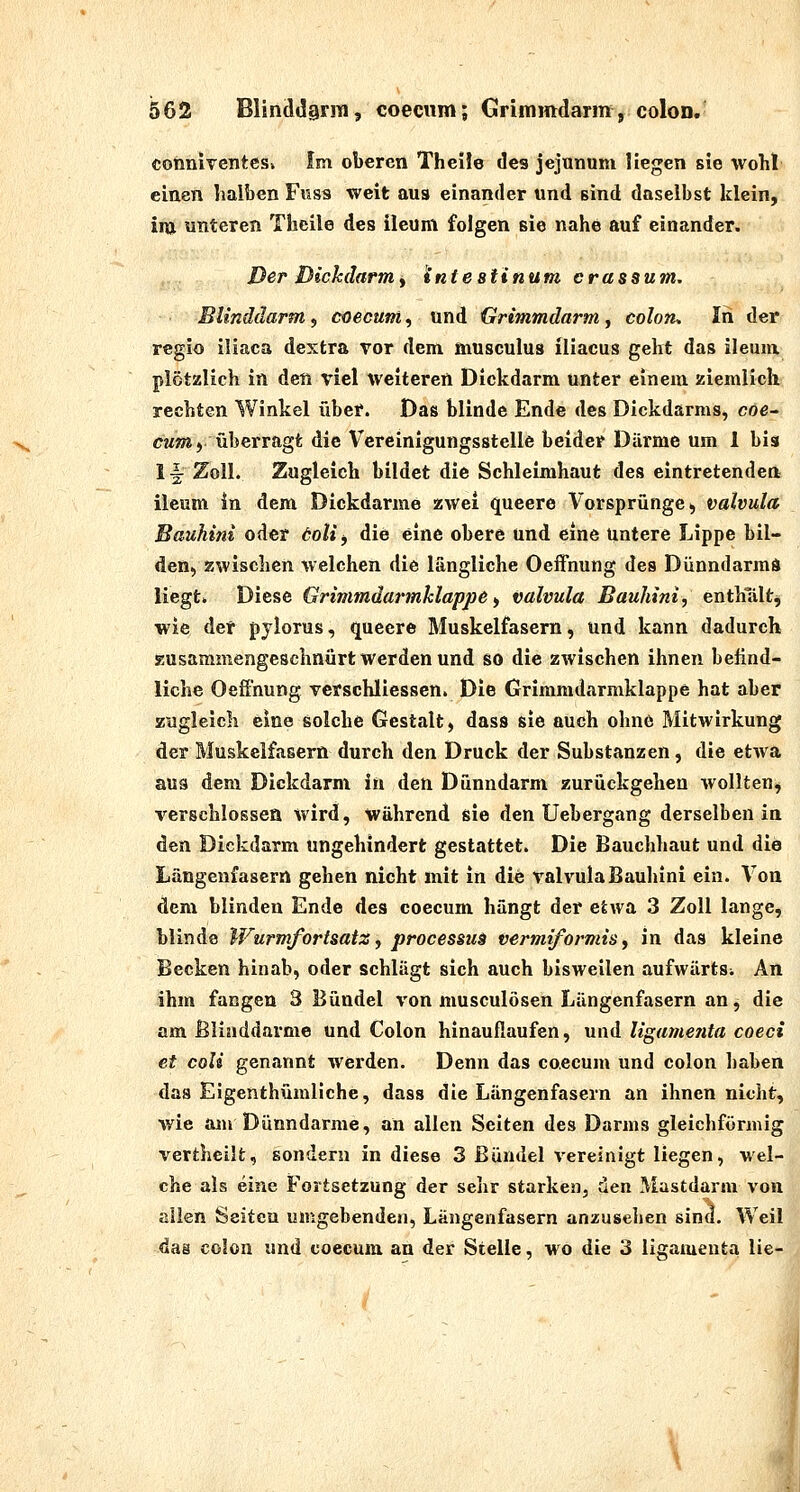 cohnlventcs» Im oberen Thelie des jejunum liegen sie wohl einen halben Fuss weit aus einander und sind daselbst klein, inj unteren Theile des ileum folgen sie nahe auf einander. DerDickdarniy intestinum crassum. Blinddarm, coecum, und Grimmdarm, Colon, In der regio iliaca dextra vor dem musculus iliacus geht das ileunx plötzlich in den viel weiteren Dickdarni unter einem ziemlich rechten Winkel über. Das blinde Ende des Dickdarms, cöc- CMm, überragt die Vereinigungsstellc beider Därme um 1 bis 1 ^ Zoll. Zugleich bildet die Schleimhaut des eintretenden ileum in dem Dickdarme zwei (jueere Vorsprünge ^ valvula Bauhini oder äolij die eine obere und eine untere Lippe bil- den, 2%vischen welchen die längliche Oeffnung des Dünndarms liegt. Diese Grimmdarmklappe ^ valvula Bauhini, enthalt^ wie der pylorus, queere Muskelfasern, und kann dadurch zusammengeschnürt werden und so die zwischen ihnen befind- liche Oeffnung vcrschliesscn. Die Grimmdarmklappe hat aber zugleich eine solche Gestalt, das9 sie auch ohne Mitwirkung der Muskelfasern durch den Druck der Substanzen, die etwa au3 dem Dickdarm in den Dünndarm zurückgehen wollten, verschlossen wird, während sie den Uebergang derselben in den Dickdarm ungehindert gestattet. Die Bauchhaut und die Längenfasern gehen nicht mit in die valvula Bauhini ein. Von dem blinden Ende des coecum hängt der etwa 3 Zoll lange, blinde Wurmfortsatz y processu$ vermiformis y in das kleine Becken hinab, oder schlägt sich auch bisweilen aufwärts; An ihm fangen 3 Bündel von musculösen Längenfasern an, die am Blinddärme und Colon hinauflaufen, und ligame?ita coeci et coli genannt werden. Denn das coecum und Colon haben das Eigenthümliche, dass die Längenfasern an ihnen nicht, wie am Dünndarme, an allen Seiten des Darms gleichförmig vertheilt, sondern in diese 3 Bündel vereinigt liegen, wel- che als eine Fortsetzung der sehr starken, den Mastdarm von allen Seiten umgebenden, Längenfasern anzusehen sind. Weil das Colon und coecum an der Stelle, wo die 3 ligameuta lie-