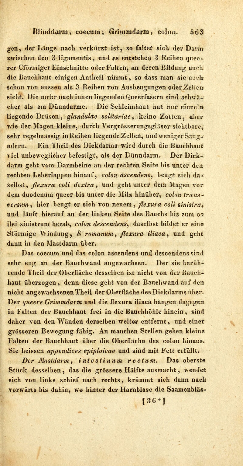 BliiMidariu, coe^um; Grimmdai-m, eolon. S6S gen, der Länge nach verkürzt ist, so falteü sich dex' Darm zwischen den 3 ligamentis, und es entstehen 3 Reiliea qiiee- rer Cfüriniger Einschnitte oder Falten, an deren Bildung auch die Bauchhaut einigen Äntheil nimmt, so dass man sie aiich schon ron aussen als 3 Reihen von Ausbeugungen oder Zeilen sieht. Die mehr nach innen liegenden Queerfasern sind schwa- cher als am Dünndarme. Die Schleimhaut hat nur einzc!» liegende Drüsen, glandulae solitariae^ keine Zotten, aber wie der Magen kleine, durch Vergrösserungsgläser sichtbare, sehr regelmässig in Reihen liegende Zellen, und weniger Saug-^ ädern. Ein Theil des Dickdarms wird durch die Bauchhaut viel unbeweglicher befestigt, als der Dünndarm. Der Dick- darm geht vom Darmbeine an der rechten Seite bis unter den rechten Leberlappen hinauf, Colon ascendens, beugt sich da- feelbst, flexura coli dextra, und geht unter dem Magen vor dem duodenum (jucer bis unter die Milz hinüber, Colon ii'a7is^ Versum^ hier beugt er sich von neuem, flexura coli sinistraf und läuft hierauf an der linken Seite des Bauchs bis zum os ilei sinistrum herab, Colon descendens^ daselbst bildet er eine Sförmige Windung, S romanum^ flexura iliaca^ und geht dann in den Mastdarm über. Das coecum und das colon ascendens und descendcns sind sehr eng an der Bauchwand angewachsen. Der sie berüb- rende Theil der Oberfläche desselben ist nicht von der Bauch- haut überzogen, denn diese geht von der Eauchwand auf den nicht angewachsenen Theil der Oberfläche des Dickdarms über. Der queere Grimmdarm und die flexura iliaca hängen dagegen in Falten der Bauchhaut frei in die Bauchhöhle hinein, sind daher von den Wänden derselben weite*' entfernt, und einer grösseren Bewegung fähig. An manchen Stellen gehen kleine Falten der Bauchhaut über die Oberfläche des colon hinaus. Sie heissen appendices epiploicae und sind mit Fett erfüllt. Der Blastdarm, intestinum rectum^ Das oberste Stück desselben , das die grössere Hälfte ausmacht, wendet sich von links schief nach rechts, krümmt sich dann nach vorwärts bis dahin, wo hinter der Harnblase die Saamenbiäs- [36*]