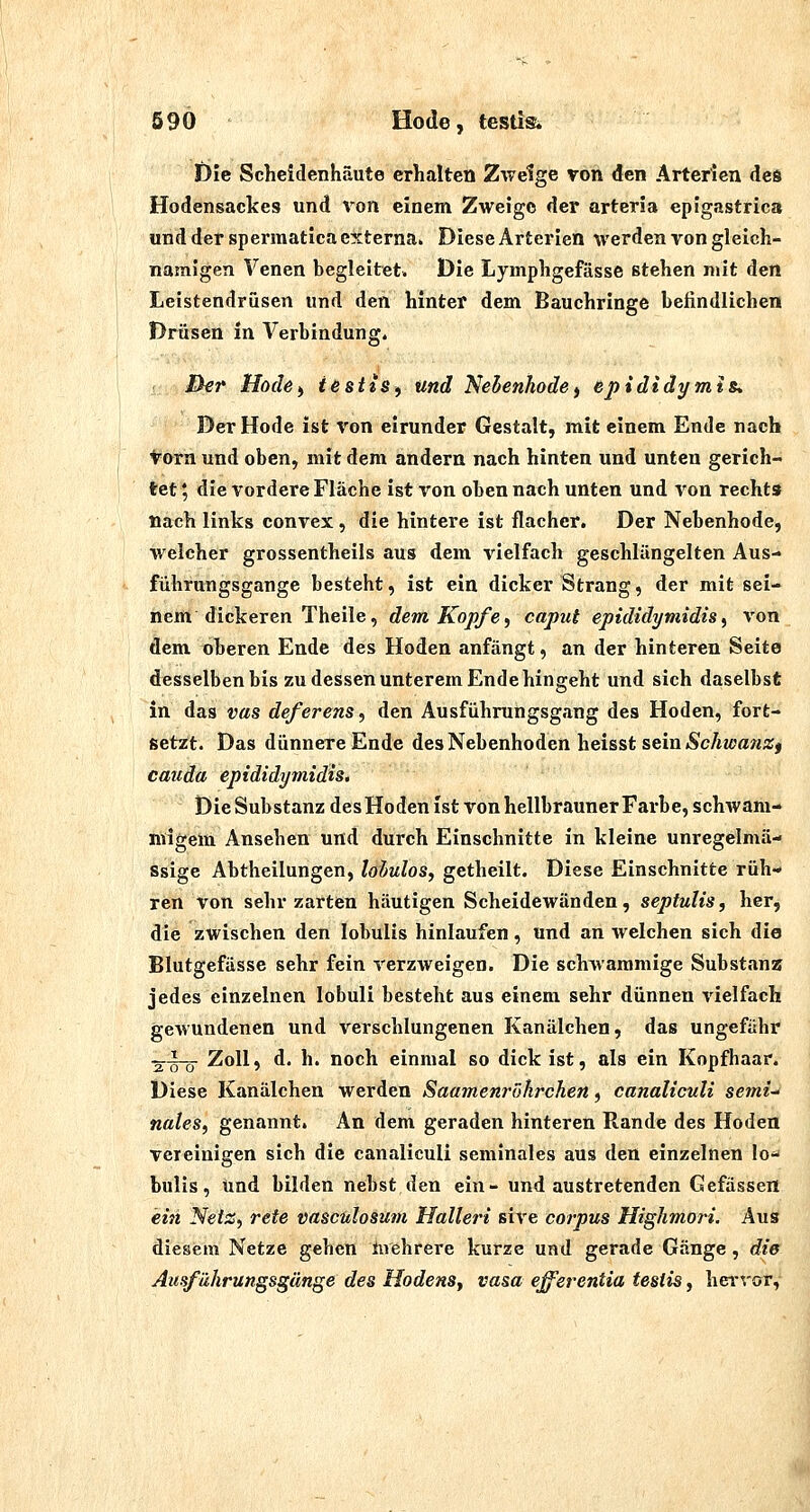 t)ie Scheidenhäute erhalten Zweige von den Arterien des Hodensackes und von einem Zweige der arteria epigastrica und der spermatica externa. Diese Arterien werden von gleich- namigen Venen begleitet. Die Lymphgefässe stehen mit den Leistendrüsen und den hinter dem Bauchringe befindlichen Drüsen in Verbindung. Ihr Hoch) iestiSf und Nehenhode^ epididymis* Der Hode ist von eirunder Gestalt, mit einem Ende nach torn und oben, mit dem andern nach hinten und unten gerich- tet ; die vordere Fläche ist von oben nach unten und von rechts nach links convex, die hintere ist flacher. Der Nebenhode, welcher grossentheils aus dem vielfach geschlängelten Aus- führungsgange besteht, ist ein dicker Strang, der mit sei- nem dickeren Theile, dem Kopfe i caput epididymidis ^ von dem oberen Ende des Hoden anfängt, an der hinteren Seite desselben bis zu dessen unterem Ende hingeht und sich daselbst in das vas deferens, den Ausführungsgang des Hoden, fort- setzt. Das dünnere Ende des Nebenhoden heisst sein Äc/iM?a?<a;j caiida epididymidis. Die Substanz des Hoden ist von hellbrauner Farbe, schwam- migem Ansehen und durch Einschnitte in kleine unregelmä- ssige Abtheilungen, lohulos, getheilt. Diese Einschnitte rüh- ren von sehr zarten häutigen Scheidewänden, sepfulis, her, die zwischen den lobulis hinlaufen, und an welchen sich die Blutgefässe sehr fein verzweigen. Die schwammige Substanz jedes einzelnen lobuli besteht aus einem sehr dünnen vielfach gewundenen und verschlungenen Kanälchen, das ungefähr •g^^-Q- Zoll, d. h. noch einmal so dick ist, als ein Kopfhaar. Diese Kanälchen werden Saamenrökrchen, canaliculi setni nales, genannt. An dem geraden hinteren Rande des Hoden vereinigen sich die canaliculi seminales aus den einzelnen lo- bulis, Und bilden nebst den ein- und austretenden Gefässen ein Netz, rete vascülosum Halleri sive corpus Highmori. Aus diesem Netze gehen mehrere kurze und gerade Gänge, die Ausführungsgänge des HodenSf vasa efferentia teslis, hei-vor,