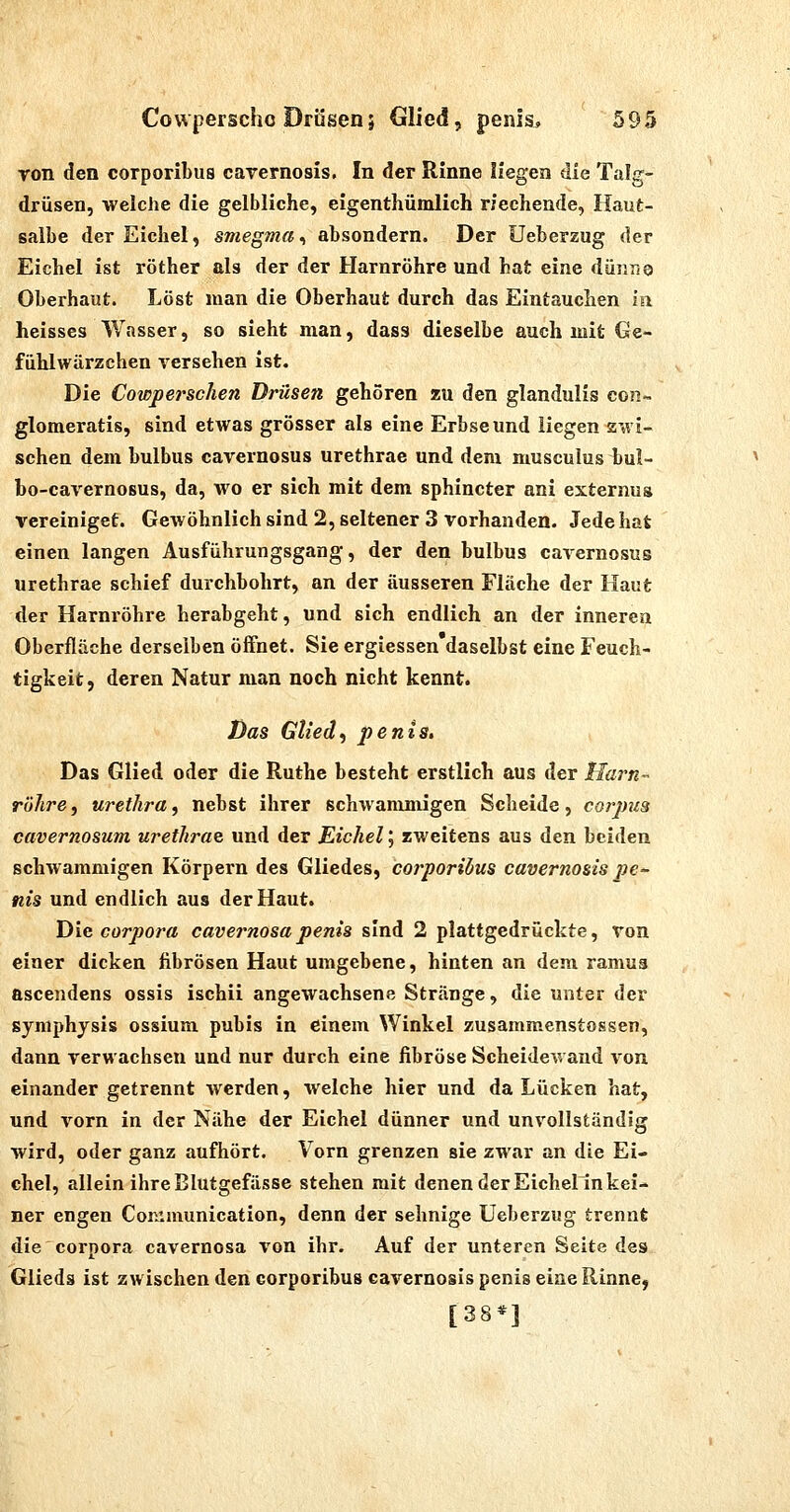 Ton den corporibus carernosis. In der Rinne liegen die Talg- drüsen, ■welche die gelbliche, eigenthümlich riechende, Haut- saibe der Eichel, smegma, absondern. Der üeberzug der Eichel ist röther als der der Harnröhre und hat eine dünriQ Oberhaut. Löst man die Oberhaut durch das Eintauchen in heisses Wasser, so sieht man, dass dieselbe auch mit Ge- fiihlwärzchen versehen ist. Die Cowperschen Drüsen gehören zu den glandulis con~ glomeratis, sind etwas grösser als eine Erbse und liegen z'.vi- schen dem bulbus cavernosus urethrae und dem musculus bul- bo-cavernosus, da, wo er sich mit dem sphincter ani externua vereiniget. Gewöhnlich sind 2, seltener 3 vorhanden. Jede hat einen langen Ausführungsgang, der den bulbus cavernosus urethrae schief durchbohrt, an der äusseren Fläche der Haut der Harnröhre herabgeht, und sich endlich an der inneren Oberfläche derselben öffnet. Sie ergiessen daselbst eine Feuch- tigkeit, deren Natur man noch nicht kennt. Has Glied^ penis. Das Glied oder die Ruthe besteht erstlich aus der llarn-^ röhre, Urethra, nebst ihrer schwammigen Scheide, corpus cavernosum urethrae und der Eichel; zweitens aus den beiden schwammigen Körpern des Gliedes, corporiöus cavernosis pe- nis und endlich aus der Haut. Die Corpora cavernosapenis sind 2 plattgedrückte, von einer dicken fibrösen Haut umgebene, hinten an dem ramua ascendens ossis ischii angewachsene Stränge, die unter der Symphysis ossium pubis in einem Winkel zusammenstossen, dann verwachsen und nur durch eine fibröse Scheidewand von einander getrennt werden, welche hier und da Lücken hat, und vorn in der Nähe der Eichel dünner und unvollständig wird, oder ganz aufhört. Vorn grenzen sie zwar an die Ei- chel, allein ihre Blutgefässe stehen mit denen der Eichel in kei- ner engen Connnunication, denn der sehnige Üeberzug trennt die Corpora cavernosa von ihr. Auf der unteren Seite des Glieds ist zw ischen den corporibus cavernosis penis eine Rinne, [38*]