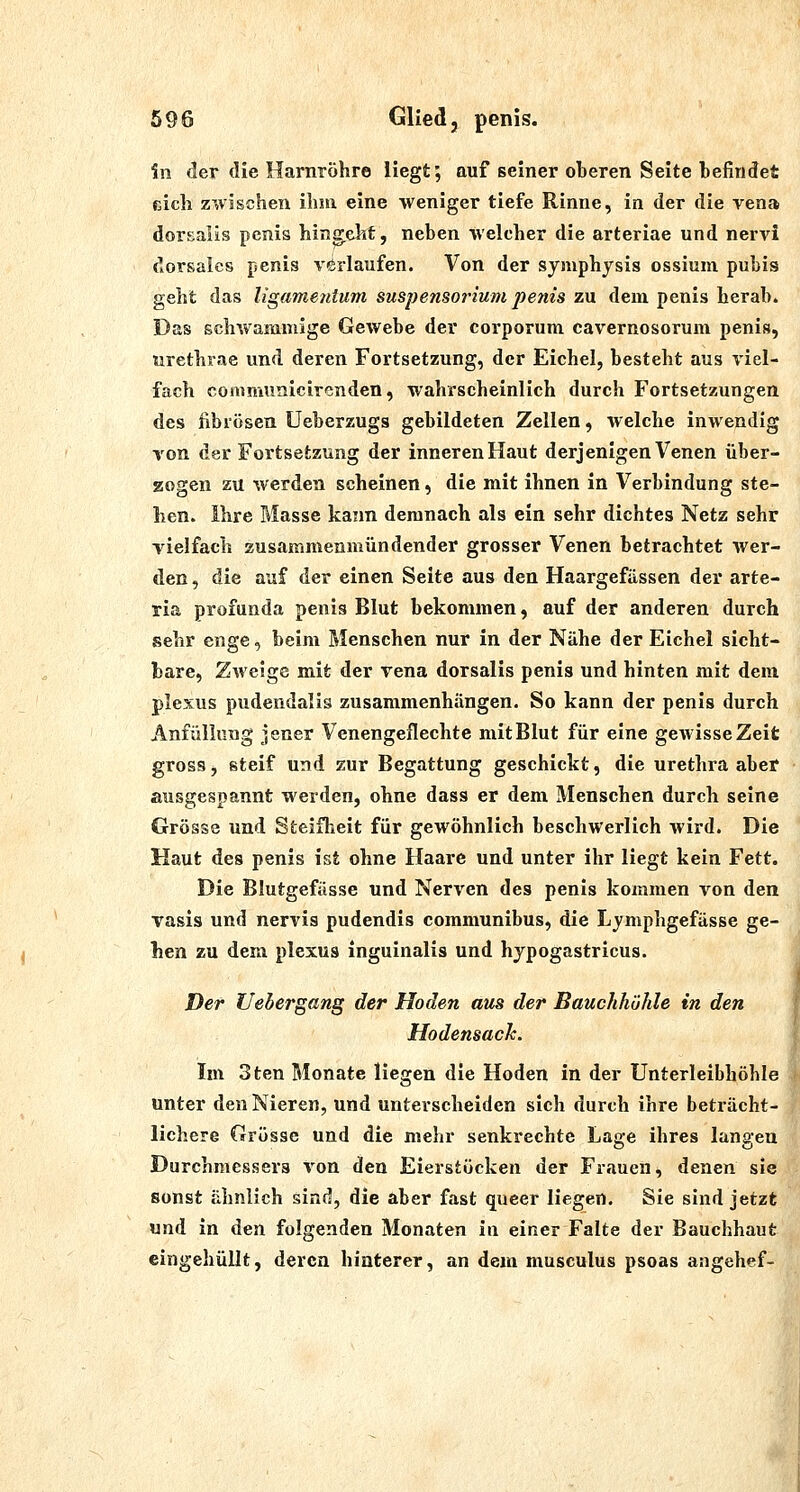 696 Glied, penis. in der die Harnröhre Hegt; auf seiner oberen Seite befindet cicli zwischen ihm eine weniger tiefe Rinne, in der die vena dorsalis pcnis hingellt, neben welcher die arteriae und nervi dorsales penis vorlaufen. Von der Symphysis ossium puhis geht das ligamenium Suspensorium penis zu dem penis herab. Das schwammige Gewebe der corporum cavernosorum penis, urethrae und deren Fortsetzung, der Eichel, besteht aus viel- fach conimunicircnden, wahrscheinlich durch Fortsetzungen des fibrösen Ueberzugs gebildeten Zellen, Avelche inwendig von der Fortsetzung der inneren Haut derjenigen Venen über- zogen zu werden scheinen, die mit ihnen in Verbindung ste- hen. Ihre Masse kann demnach als ein sehr dichtes Netz sehr vielfach zusammenmündender grosser Venen betrachtet Aver- den, die auf der einen Seite aus den Haargefüssen der arte- ria profunda penis Blut bekommen, auf der anderen durch sehr enge, beim Menschen nur in der Nähe der Eichel sicht- bare. Zweige mit der vena dorsalis penis und hinten mit dem plexus pudendalis zusammenhängen. So kann der penis durch jlnfüllung jener Venengeflechte mit Blut für eine geAvisseZeit gross, steif und zur Begattung geschickt, die Urethra aber ausgespannt werden, ohne dass er dem Menschen durch seine Grösse und Steifheit für gewöhnlich beschwerlich wird. Die Haut des penis ist ohne Haare und unter ihr liegt kein Fett. Die Blutgefässe und Nerven des penis kommen von den vasis und nervis pudendis communibus, die Lymphgefässe ge- hen zu dem plexus inguinalis und hypogastricus. Der Uebergang der Hoden aus der Bauchhöhle in den Hodensack. Im 3ten Monate liegen die Hoden in der Unterleibhöhle unter den Nieren, und unterscheiden sich durch ihre beträcht- lichere Grösse und die mehr senkrechte Lage ihres langen Durchmessers von den Eierstücken der Frauen, denen sie sonst ähnlich sind, die aber fast queer liegen. Sie sind jetzt und in den folgenden Monaten ia einer Falte der Bauchhaut eingehüllt, deren hinterer, an dem musculus psoas angehef-