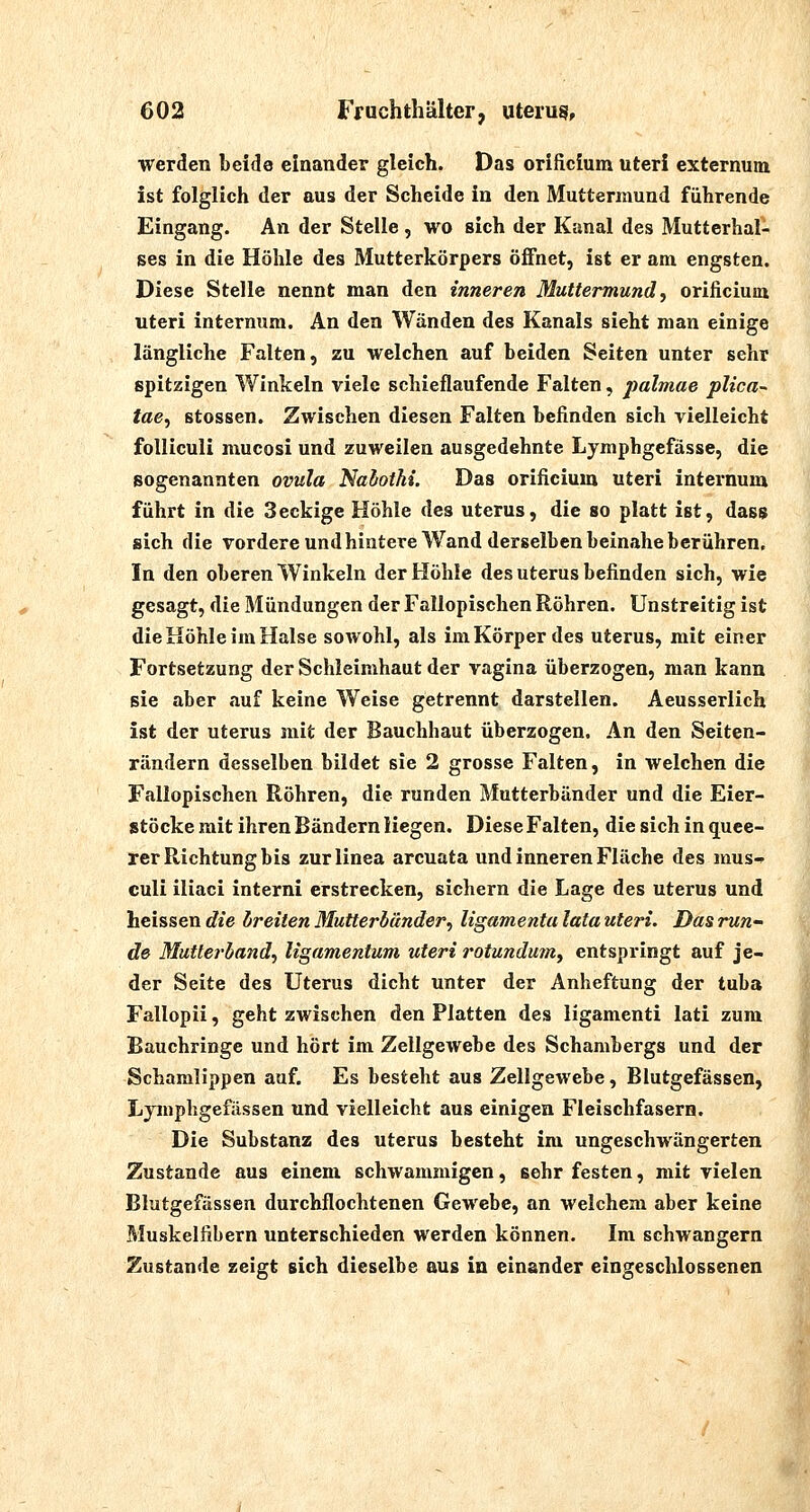 werden beide einander gleich. Das orificium uteri externum ist folglich der aus der Scheide in den Muttermund führende Eingang. An der Stelle , wo sich der Kanal des Mutterhal- ses in die Höhle des Mutterkörpers öffnet, ist er am engsten. Diese Stelle nennt man den inneren Muttermund^ orificium uteri internum. An den Wänden des Kanals sieht man einige längliche Falten, zu welchen auf beiden Seiten unter sehr spitzigen Winkeln viele schieflaufende Falten, palmae plica- tae^ stossen. Zwischen diesen Falten befinden sich vielleicht folliculi mucosi und zuweilen ausgedehnte Lymphgefässe, die sogenannten ovula Naiothi. Das orificium uteri internum führt in die 3eckige Höhle des Uterus, die so platt ist, dass sich die vordere und hintere Wand derselben beinahe berühren. In den oberen Winkeln der Höhle des Uterus befinden sich, wie gesagt, die Mündungen der Fallopischen Röhren. Unstreitig ist die Höhle im Halse sowohl, als im Körper des uterus, mit einer Fortsetzung der Schleimhaut der vagina überzogen, man kann sie aber auf keine Weise getrennt darstellen. Aeusserlich ist der uterus mit der Bauchhaut überzogen. An den Seiten- rändern desselben bildet sie 2 grosse Falten, in welchen die Fallopischen Röhren, die runden Mutterbänder und die Eier- stöcke mit ihren Bändern liegen. DieseFalten, die sich in quee- rer Richtung bis zurlinea arcuata und inneren Fläche des nius-^ culi iliaci interni erstrecken, sichern die Lage des Uterus und lieissen die breiten Mutterbänder., ligamenta lata uteri. Das run- de Mutterband.) ligamentum uteri rotundu7nf entspringt auf je- der Seite des Uterus dicht unter der Anheftung der tuba Fallopii, geht zwischen den Platten des ligamenti lati zum Bauchringe und hört im Zellgewebe des Schambergs und der Schamlippen auf. Es besteht aus Zellgewebe, Blutgefässen, Ljmphgefässen und vielleicht aus einigen Fleischfasern. Die Substanz des uterus besteht im ungeschwängerten Zustande aus einem schwammigen, sehr festen, mit vielen Blutgefässen durchflochtenen Gewebe, an welchem aber keine Muskelfibern unterschieden werden können. Im schwängern Zustande zeigt sich dieselbe aus in einander eingeschlossenen