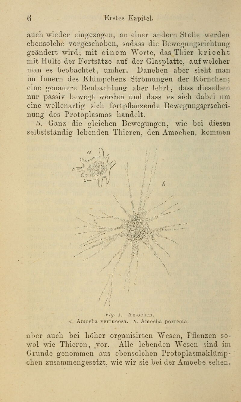 auch wieder eingezogen, an einer andern Stelle werden ebensolche vorgeschoben, sodass die Bewegungsrichtung geändert wird; mit einem Worte, das Thier kriecht mit Hülfe der Fortsätze auf der Glasplatte, auf welcher man es beobachtet, umher. Daneben aber sieht man im Innern des Klümpchens Strömungen der Körnchen; eine genauere Beobachtung aber lehrt, dass dieselben nur passiv bewegt werden und dass es sich dabei um eine wellenartig sich fortpflanzende Bewegungserschei- nung des Protoplasmas handelt. 5. Ganz die gleichen Bewegungen, wie bei diesen selbstständig lebenden Thieren, den Amoeben, kommen Fig. 1. Aniocben. a. Amoeba verrucosa. 6. Araoeba porrecta. aber auch bei höher organisirten Wesen, Pflanzen so- wol wie Thieren, vor. Alle lebenden Wesen sind im Grunde genommen aus ebensolchen Protoplasmaklümp- 'chen zusammengesetzt, wie wir sie bei der Amoebe sehen.