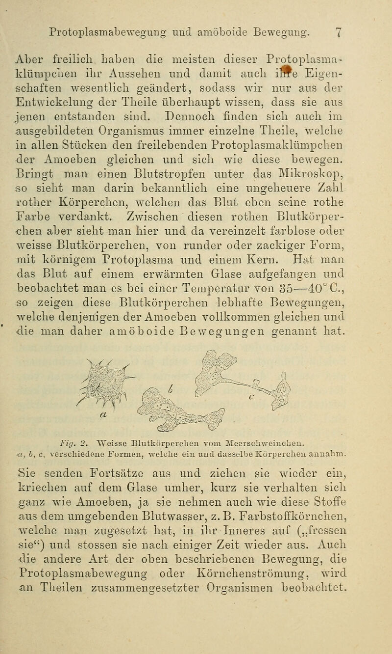 Aber freilich Laben die meisten dieser Protoplasma- klumpchen ihr Aussehen und damit auch iure Eigen- schaften wesentlich geändert, sodass wir nur aus der Entwickelung der Theile überhaupt wissen, dass sie aus jenen entstanden sind. Dennoch finden sich auch im ausgebildeten Organismus immer einzelne Theile, welche in allen Stücken den freilebenden Protoplasmaklümpchen der Amoeben gleichen und sich wie diese bewegen. Bringt man einen Blutstropfen unter das Mikroskop, so sieht man darin bekanntlich eine ungeheuere Zahl rother Körperchen, welchen das Blut eben seine rothe Farbe verdankt. Zwischen diesen rothen Blutkörper- chen aber sieht man hier und da vereinzelt farblose oder weisse Blutkörperchen, von runder oder zackiger Form, mit körnigem Protoplasma und einem Kern. Hat man das Blut auf einem erwärmten Glase aufgefangen und beobachtet man es bei einer Temperatur von 35—40° C, so zeigen diese Blutkörperchen lebhafte Bewegungen, welche denjenigen der Amoeben vollkommen gleichen und die man daher amöboide Bewegungen genannt hat. Fig. 2. Weisse Blutkörperchen vom Meerschweinchen. <i, b, c, verschiedene Formen, welche ein und dasselbe Körperchen annahm. Sie senden Fortsätze aus und ziehen sie wieder ein, kriechen auf dem Glase umher, kurz sie verhalten sich ganz wie Amoeben, ja sie nehmen auch wie diese Stoffe aus dem umgebenden Blutwasser, z.B. Farbstoffkörnchen, welche man zugesetzt hat, in ihr Inneres auf („fressen sie) und stossen sie nach einiger Zeit wieder aus. Auch die andere Art der oben beschriebenen Bewegung, die Protoplasmabewegung oder Körnchenströmung, wird -an Theilen zusammengesetzter Organismen beobachtet.