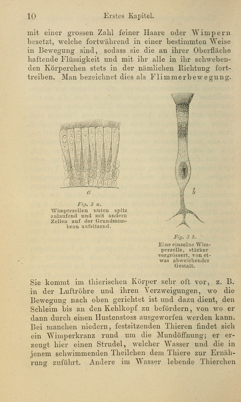 mit einer grossen Zahl feiner Haare oder 'Wimpern besetzt, welche fortwährend in einer bestimmten Weise in Bewegung sind, sodass sie die an ihrer Oberfläche haftende Flüssigkeit und mit ihr alle in ihr schweben- den Körperchen stets in der nämlichen Richtung fort- treiben. Man bezeichnet dies als Flimmerbeweeuns;. ii Fig. 3 a. Wimperz eilen nuten spitz zulaufend und mit andern Zellen auf der Grundmem- bran- aufsitzend. Fig. 3 b. Eine einzelne Wim- perzelle, stärker vergrössert. von et- was abweichender Gestalt. Sie kommt im thierischen Körper sehr oft vor, z. B. in der Luftröhre und ihren Verzweigungen, wo die Bewegung nach oben gerichtet ist und dazu dient, den Schleim bis an den Kehlkopf zu befördern, von wo er dann durch einen Hustenstoss ausgeworfen werden kann. Bei manchen niedern, festsitzenden Thieren findet sich ein Wimperkranz rund um die Mundöffnung; er er- zeugt hier einen Strudel, welcher Wasser und die in jenem schwimmenden Theilchen dem Thiere zur Ernäh- rung zuführt. Andere im Wasser lebende Thierchen