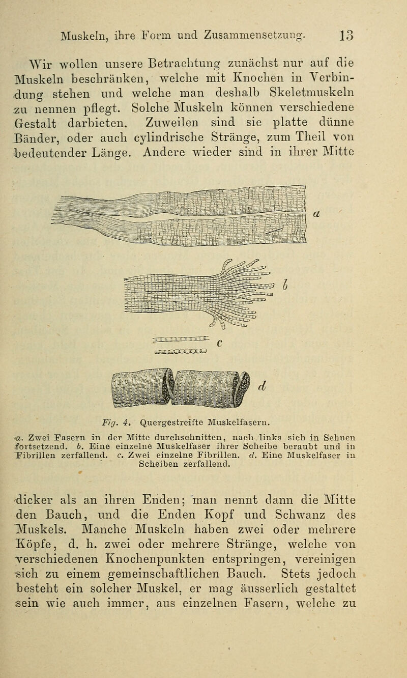 Wir wollen unsere Betrachtung zunächst nur auf die Muskeln beschränken, welche mit Knochen in Verbin- dung stehen und welche man deshalb Skeletmuskeln zu nennen pflegt. Solche Muskeln können verschiedene Gestalt darbieten. Zuweilen sind sie platte dünne Bänder, oder auch cylindrische Stränge, zum Theil von bedeutender Länge. Andere wieder sind in ihrer Mitte Fig. 4. Quergestreifte Muskelfasern. •ö. Zwei Fasern in der Mitte durchschnitten, nach links sich in Sehnen fortsetzend. 6. Eine einzelne Muskelfaser ihrer Scheibe beraubt und in Fibrillen zerfallend, c. Zwei einzelne Fibrillen, d. Eine Muskelfaser in Scheiben zerfallend. dicker als an ihren Enden; man nennt dann die Mitte den Bauch, und die Enden Kopf und Schwanz des Muskels. Manche Muskeln haben zwei oder mehrere Köpfe, d. h. zwei oder mehrere Stränge, welche von verschiedenen Knochenpunkten entspringen, vereinigen sich zu einem gemeinschaftlichen Bauch. Stets jedoch besteht ein solcher Muskel, er mag äusserlich gestaltet sein wie auch immer, aus einzelnen Fasern, welche zu