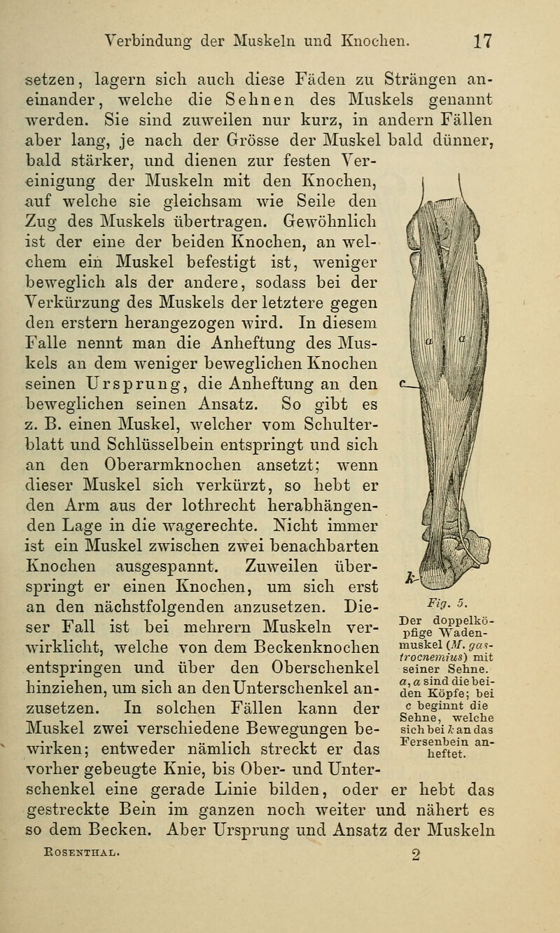 itfii setzen, lagern sich auch diese Fäden zu Strängen an- einander, welche die Sehnen des Muskels genannt werden. Sie sind zuweilen nur kurz, in andern Fällen aber lang, je nach der Grösse der Muskel bald dünner, bald stärker, und dienen zur festen Ver- einigung der Muskeln mit den Knochen, auf welche sie gleichsam wie Seile den Zug des Muskels übertragen. Gewöhnlich ist der eine der beiden Knochen, an wel- chem ein Muskel befestigt ist, weniger beweglich als der andere, sodass bei der Verkürzung des Muskels der letztere gegen den erstem herangezogen wird. In diesem Falle nennt man die Anheftung des Mus- kels an dem weniger beweglichen Knochen seinen Ursprung, die Anheftung an den beweglichen seinen Ansatz. So gibt es z. B. einen Muskel, welcher vom Schulter- blatt und Schlüsselbein entspringt und sich an den Oberarmknochen ansetzt; wenn dieser Muskel sich verkürzt, so hebt er den Arm aus der lothrecht herabhängen- den Lage in die wagerechte. Nicht immer ist ein Muskel zwischen zwei benachbarten Knochen ausgespannt. Zuweilen über- springt er einen Knochen, um sich erst an den nächstfolgenden anzusetzen. Die- ser Fall ist bei mehrern Muskeln ver- wirklicht, welche von dem Beckenknochen entspringen und über den Oberschenkel hinziehen, um sich an den Unterschenkel an- zusetzen. In solchen Fällen kann der Muskel zwei verschiedene Bewegungen be- wirken; entweder nämlich streckt er das vorher gebeugte Knie, bis Ober- und Unter- schenkel eine gerade Linie bilden, oder er hebt das gestreckte Bein im ganzen noch weiter und nähert es so dem Becken. Aber Ursprung und Ansatz der Muskeln Rosenthal. 9 Fig. 5. Der doppelkö- pfige Waden- rnuskel (AT. gas- trocnemius) mit seiner Sehne. a,a sind die bei- den Köpfe; bei c beginnt die Sehne, welche sich bei £ an das Fersenbein an- heftet.